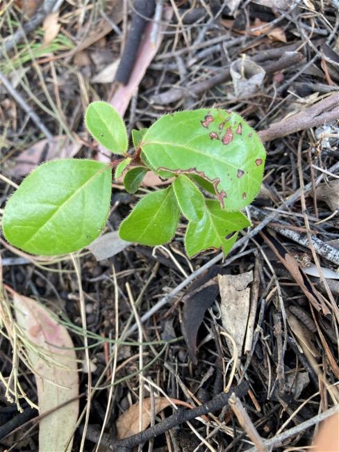 Viburnum tinus (Viburnum tinus) (alternate view 11)