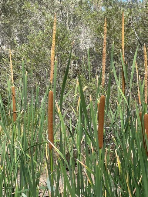 Typha domingensis (southern cattail) (alternate view 8)