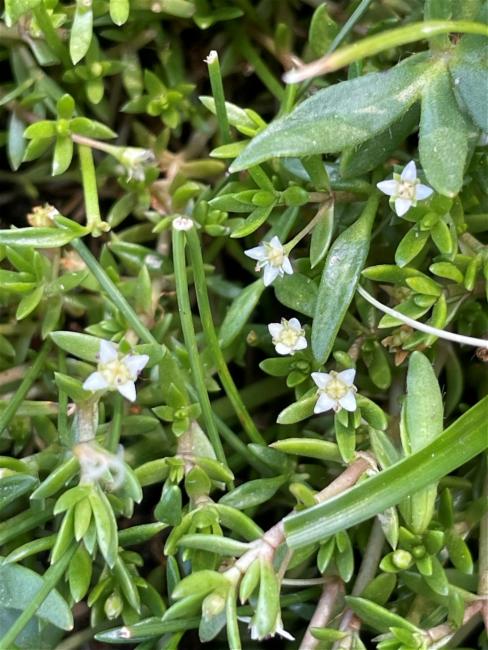 Crassula helmsii (New Zealand pygmyweed) (alternate view 9)