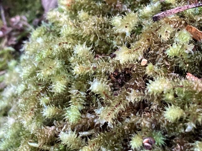 Ptychomnion aciculare (pipe-cleaner moss) (alternate view 11)