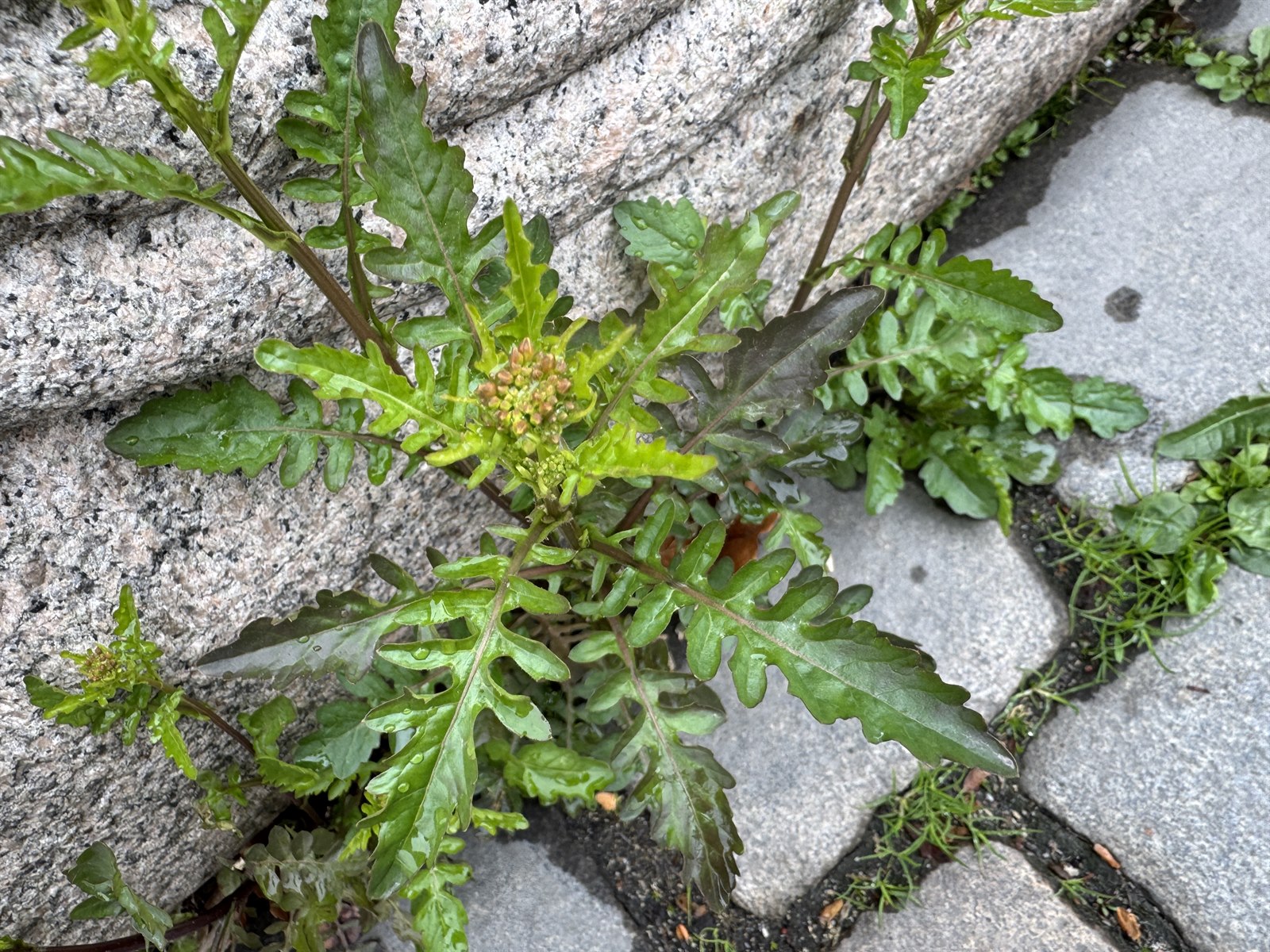 Rorippa palustris (Bog Yellowcress) (alternate view 13)