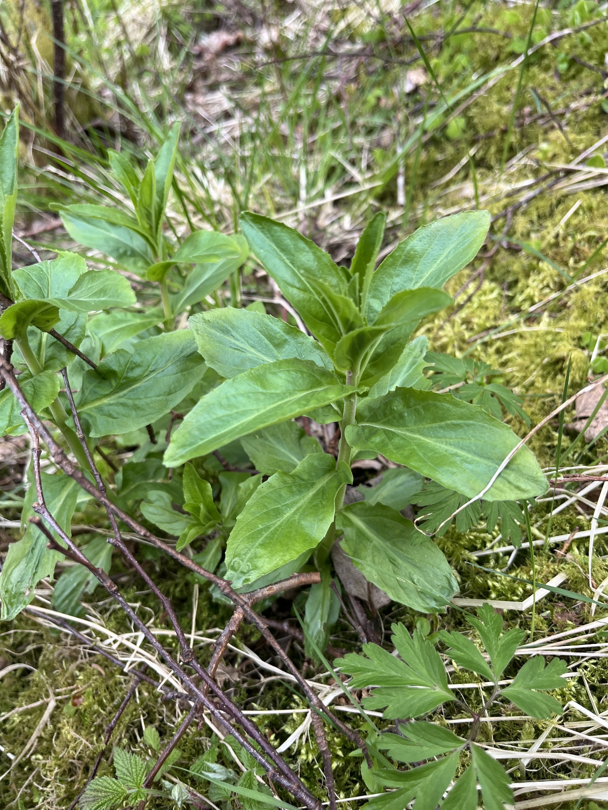 Epilobium montanum (Broad-leaved Willowherb) (alternate view 12)