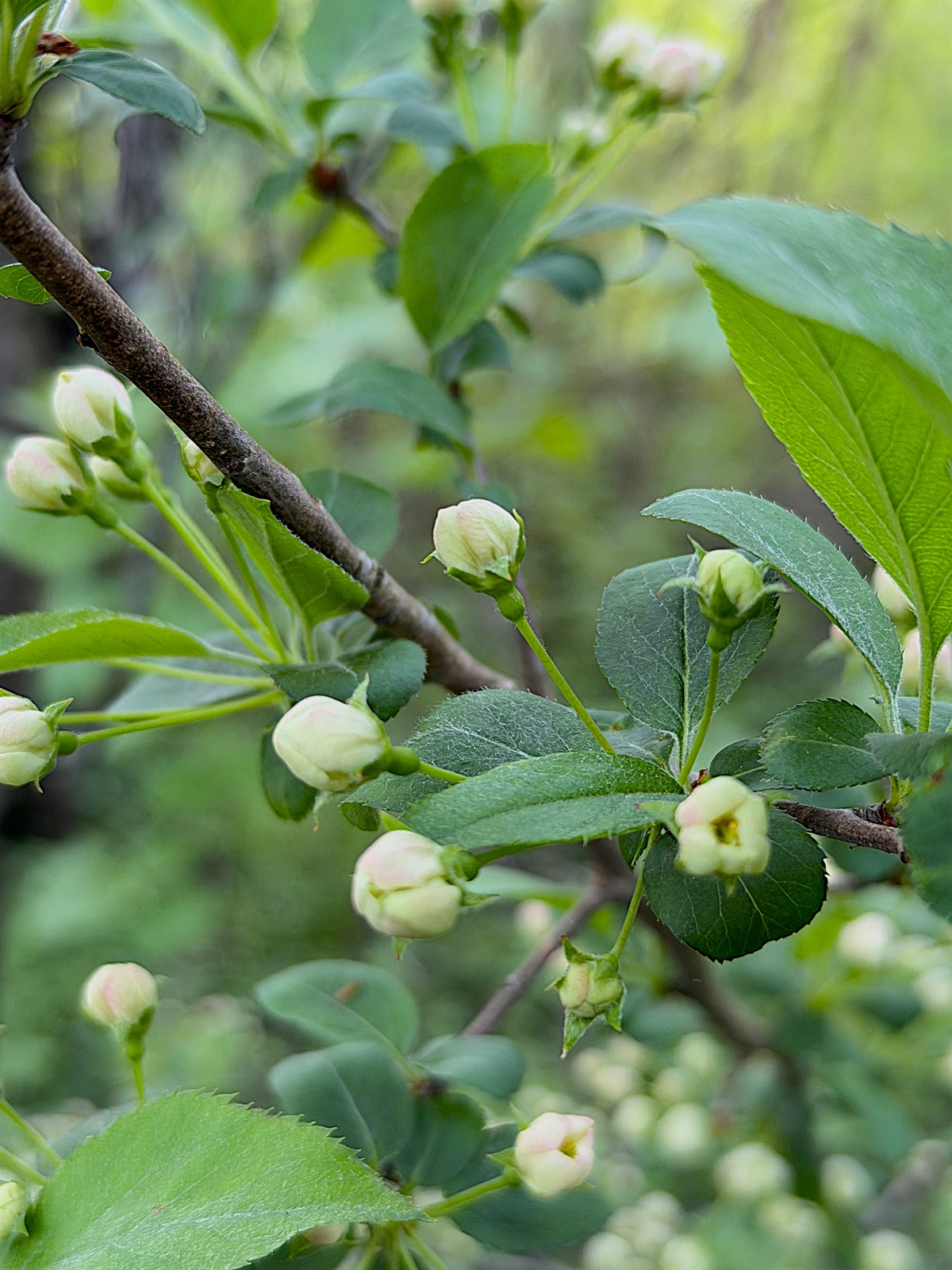 Malus sylvestris (European Wild Apple) (alternate view 10)