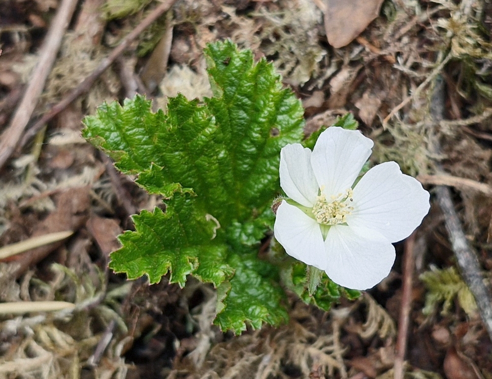 Rubus chamaemorus (cloudberry) (alternate view 8)