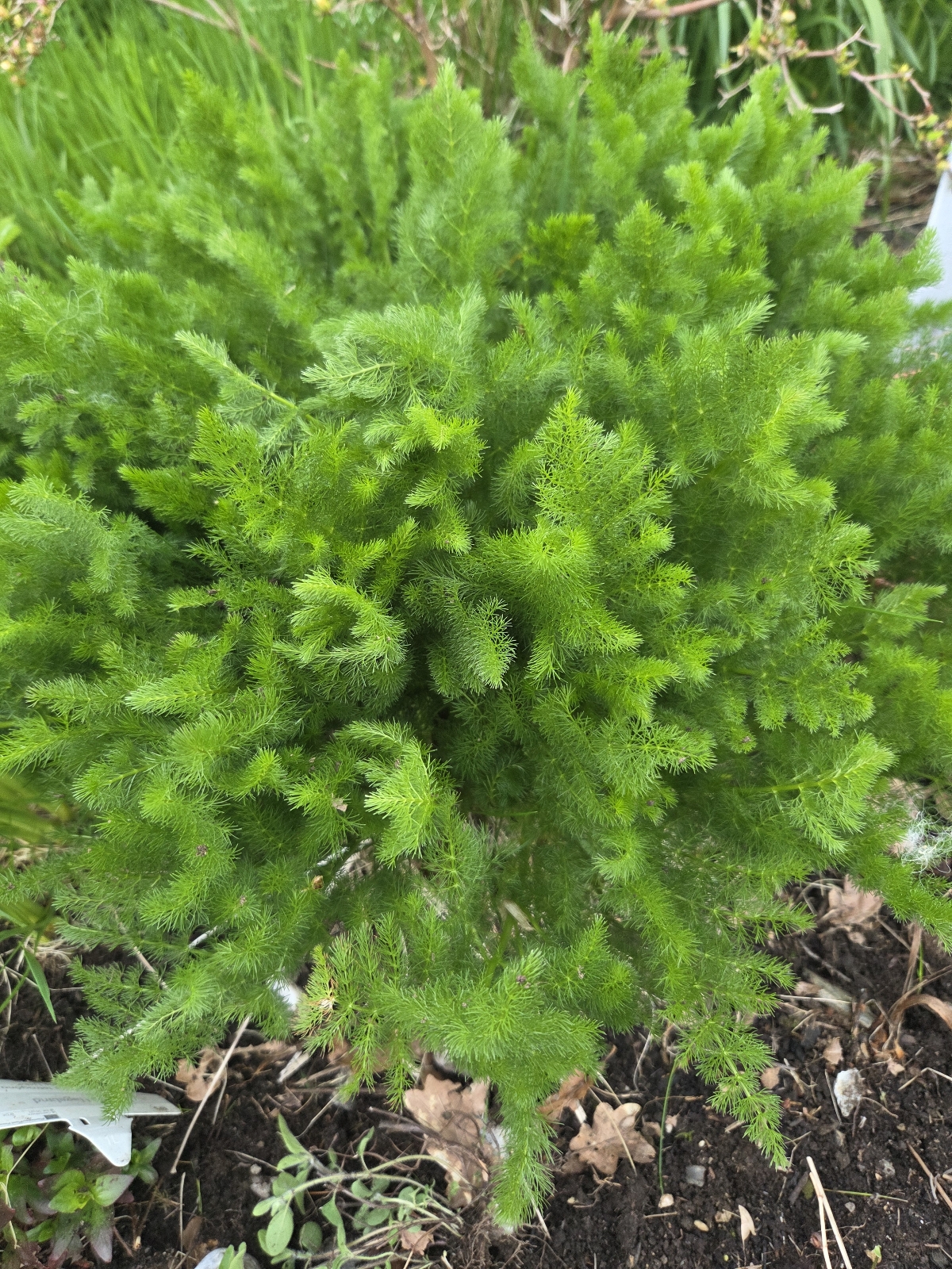 Meum athamanticum (alternate view 4)