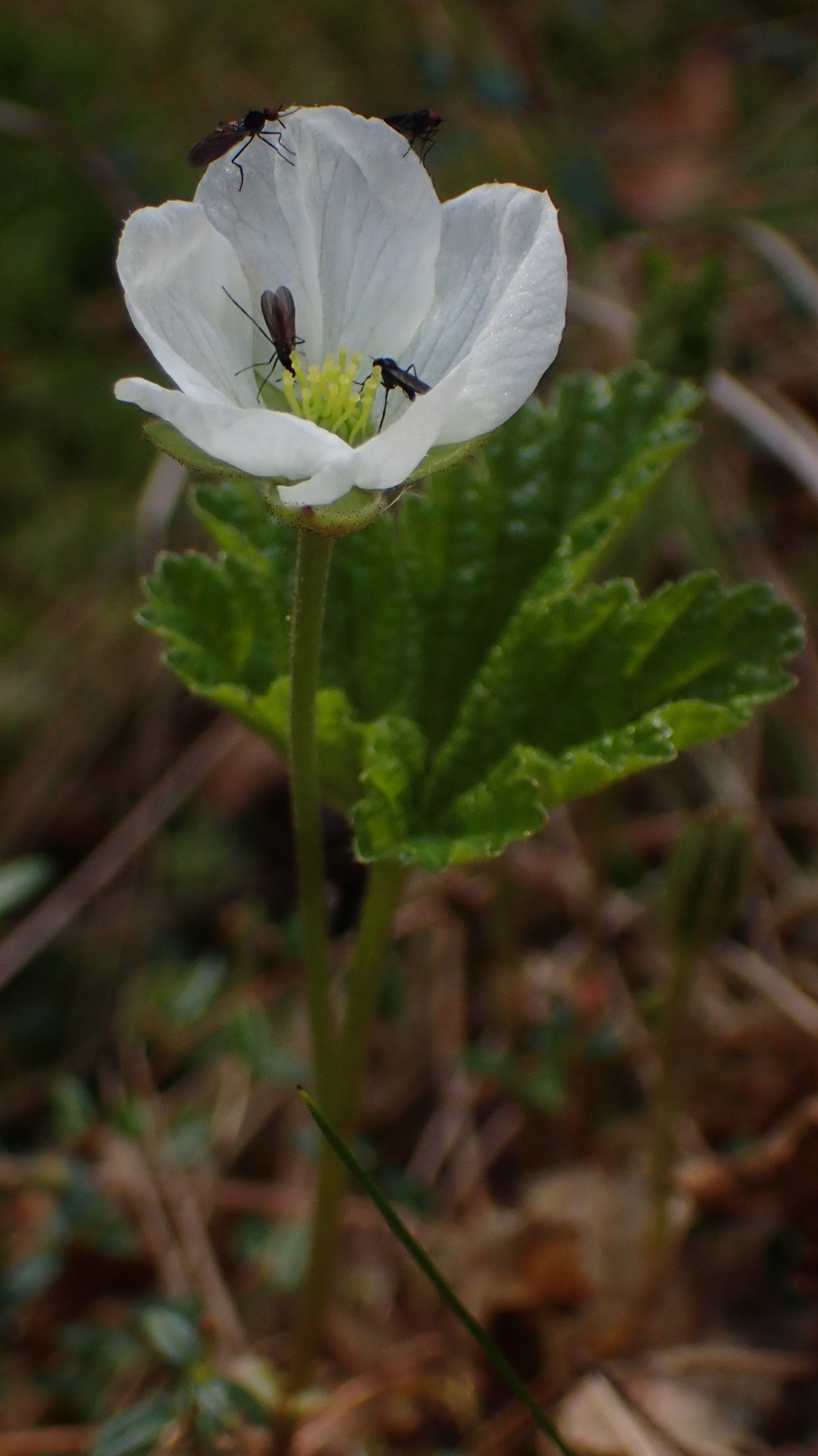 Rubus chamaemorus (cloudberry) (alternate view 10)