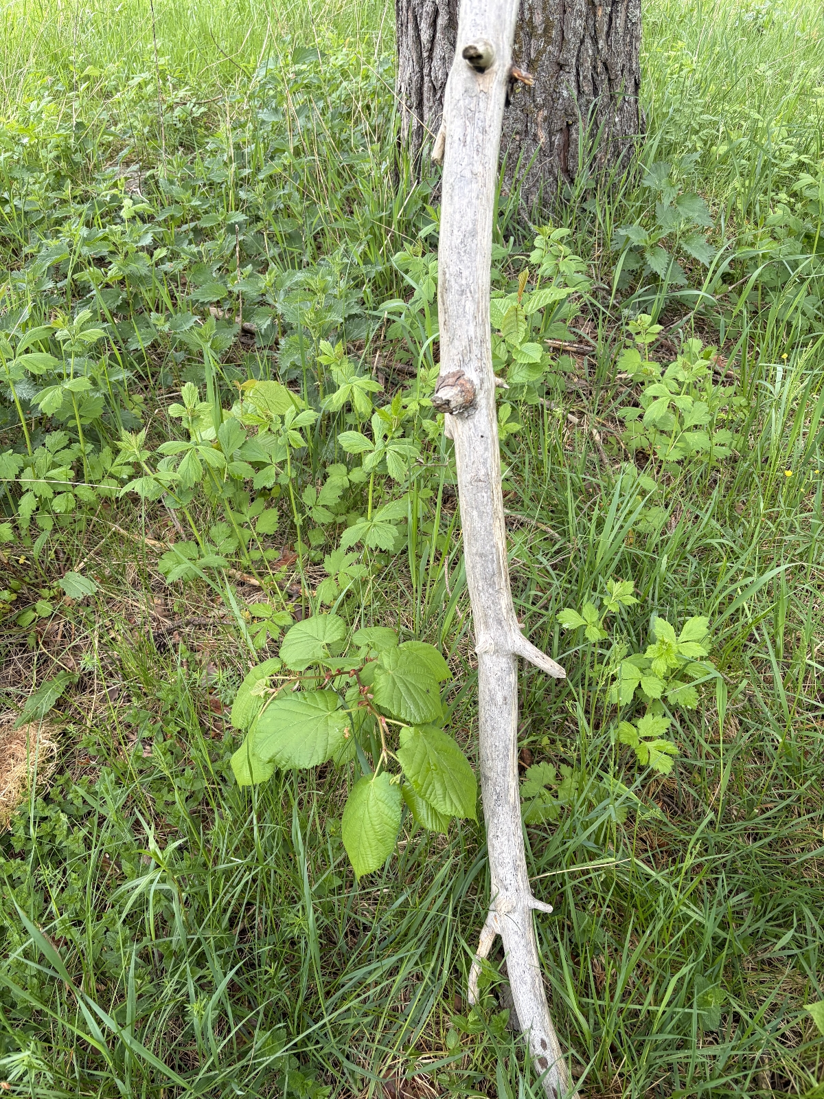 Tilia platyphyllos (Bigleaf Linden) (alternate view 11)