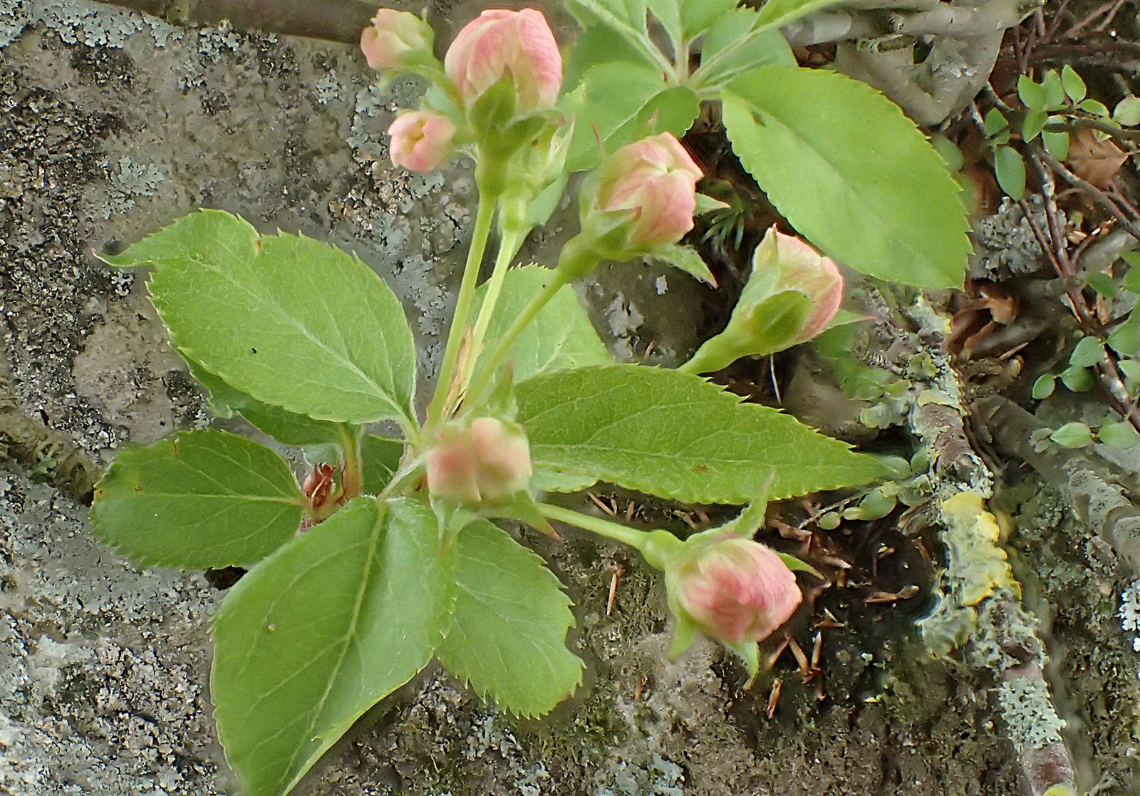 Malus sylvestris (European Wild Apple) (alternate view 11)