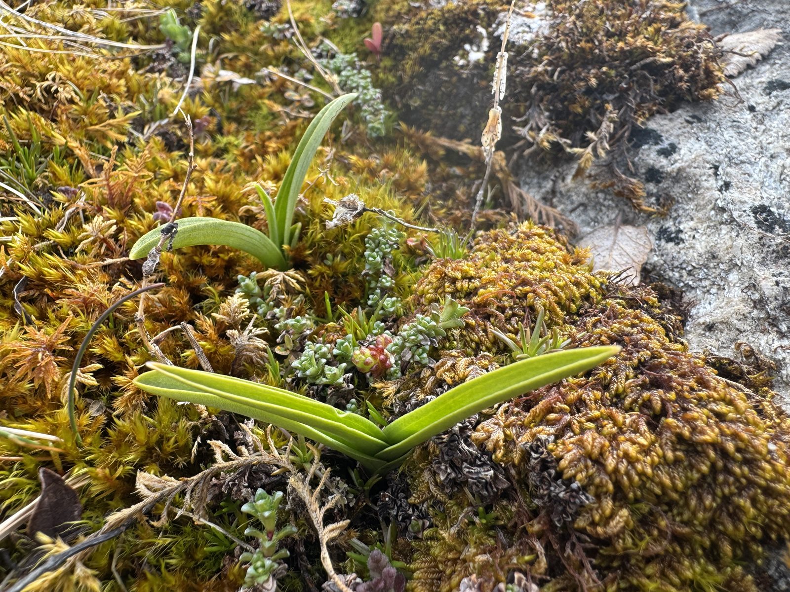 Gymnadenia conopsea (Fragrant Orchid) (alternate view 9)
