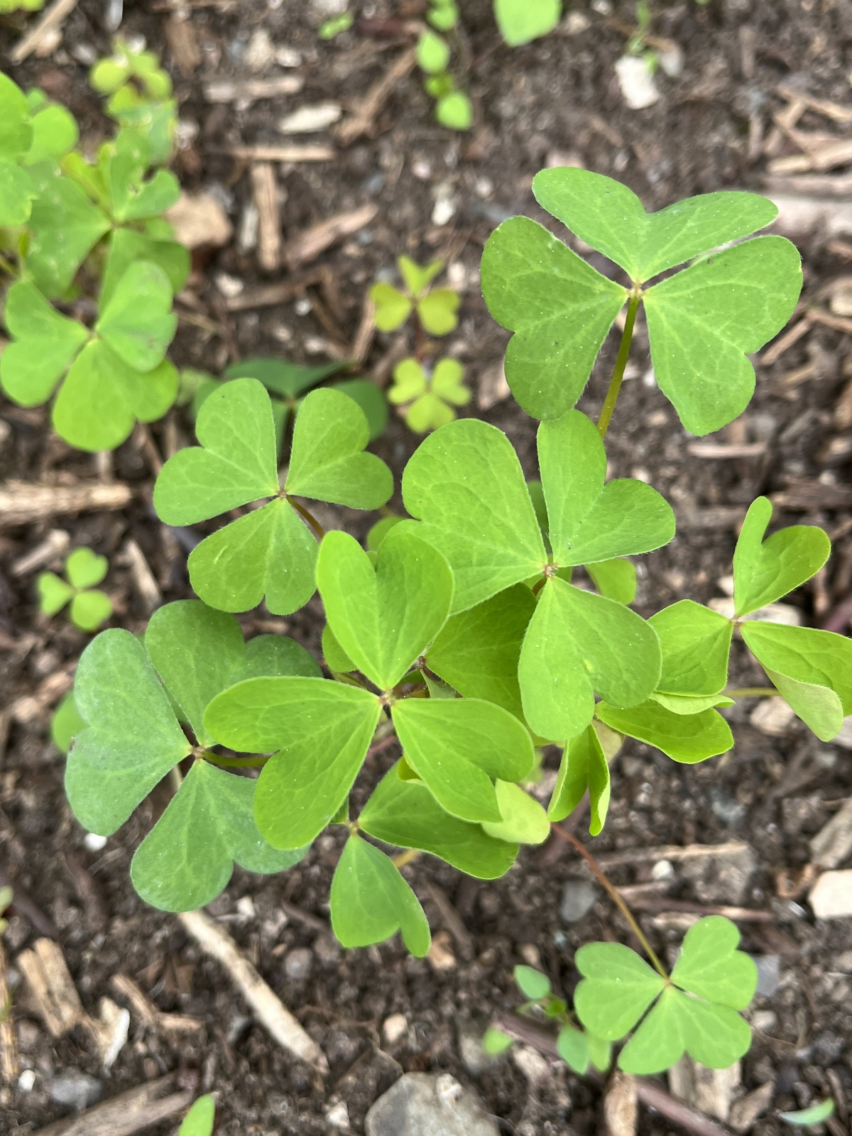 Oxalis stricta (upright yellow woodsorrel) (alternate view 12)