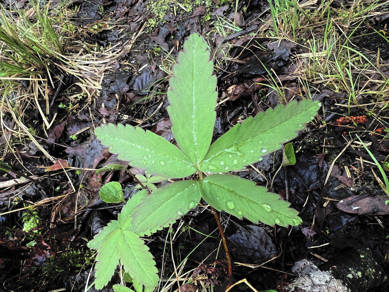 Comarum palustre (marsh cinquefoil) (alternate view 14)