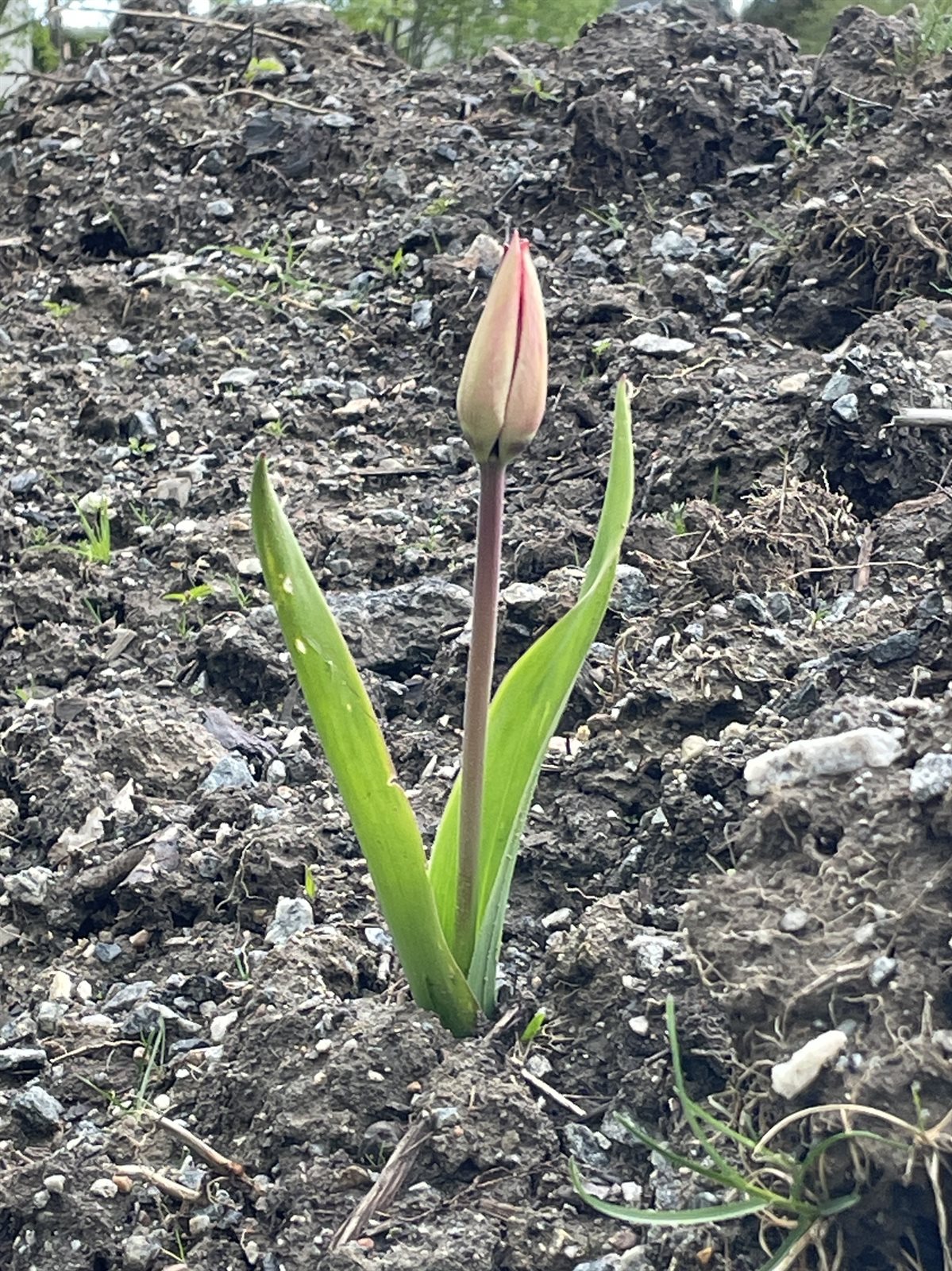 Tulipa gesneriana (Garden Tulip) (alternate view 6)