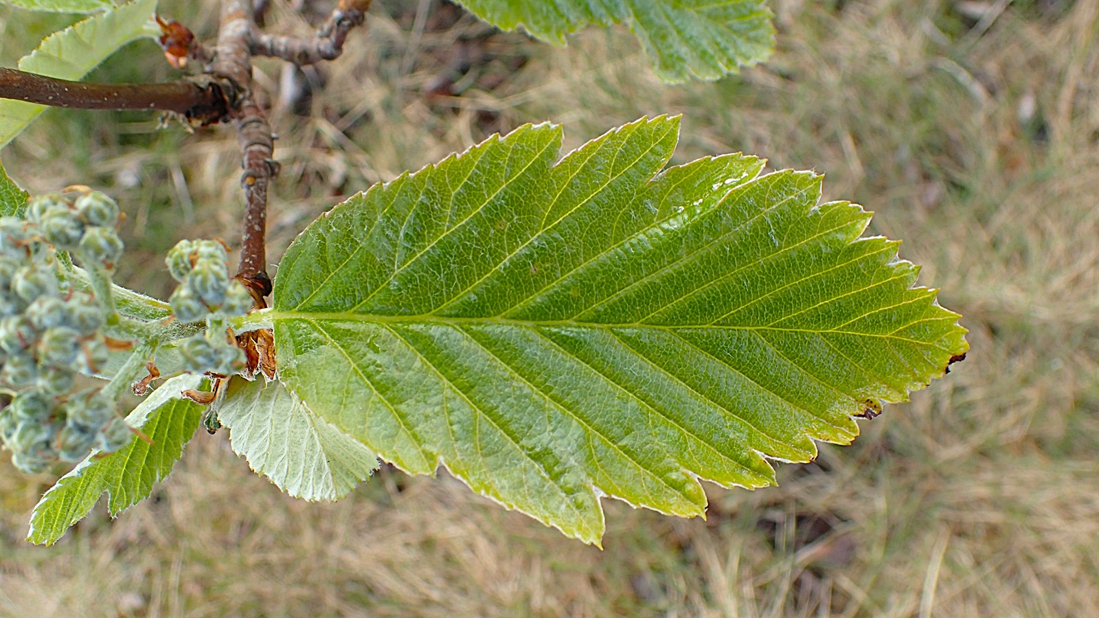 Scandosorbus intermedia (Swedish Whitebeam) (alternate view 14)
