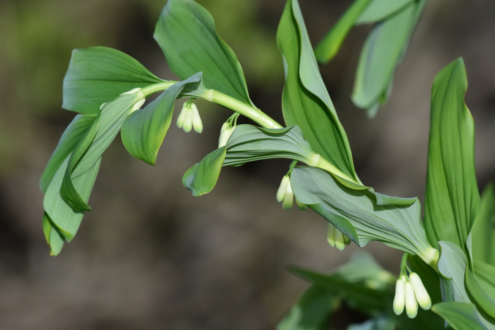 Polygonatum x hybridum (alternate view 12)