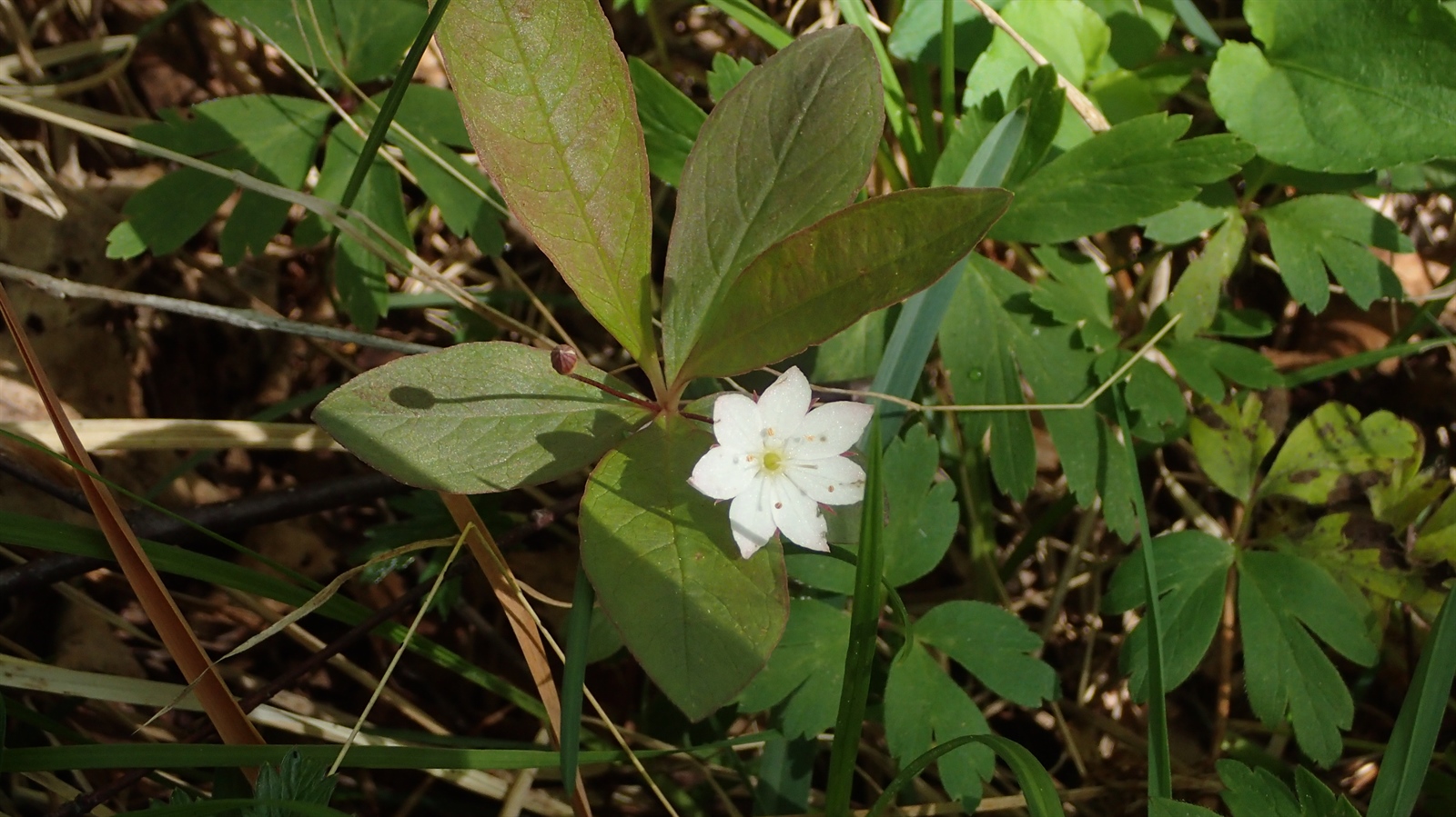 Lysimachia europaea (Arctic Starflower) (alternate view 11)