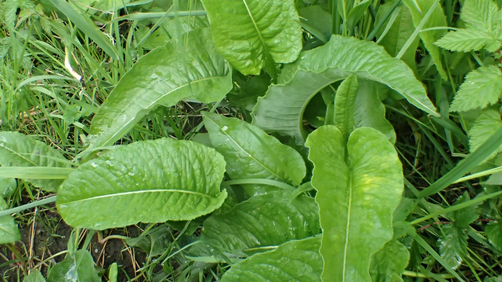 Persicaria amphibia (water smartweed) (alternate view 11)