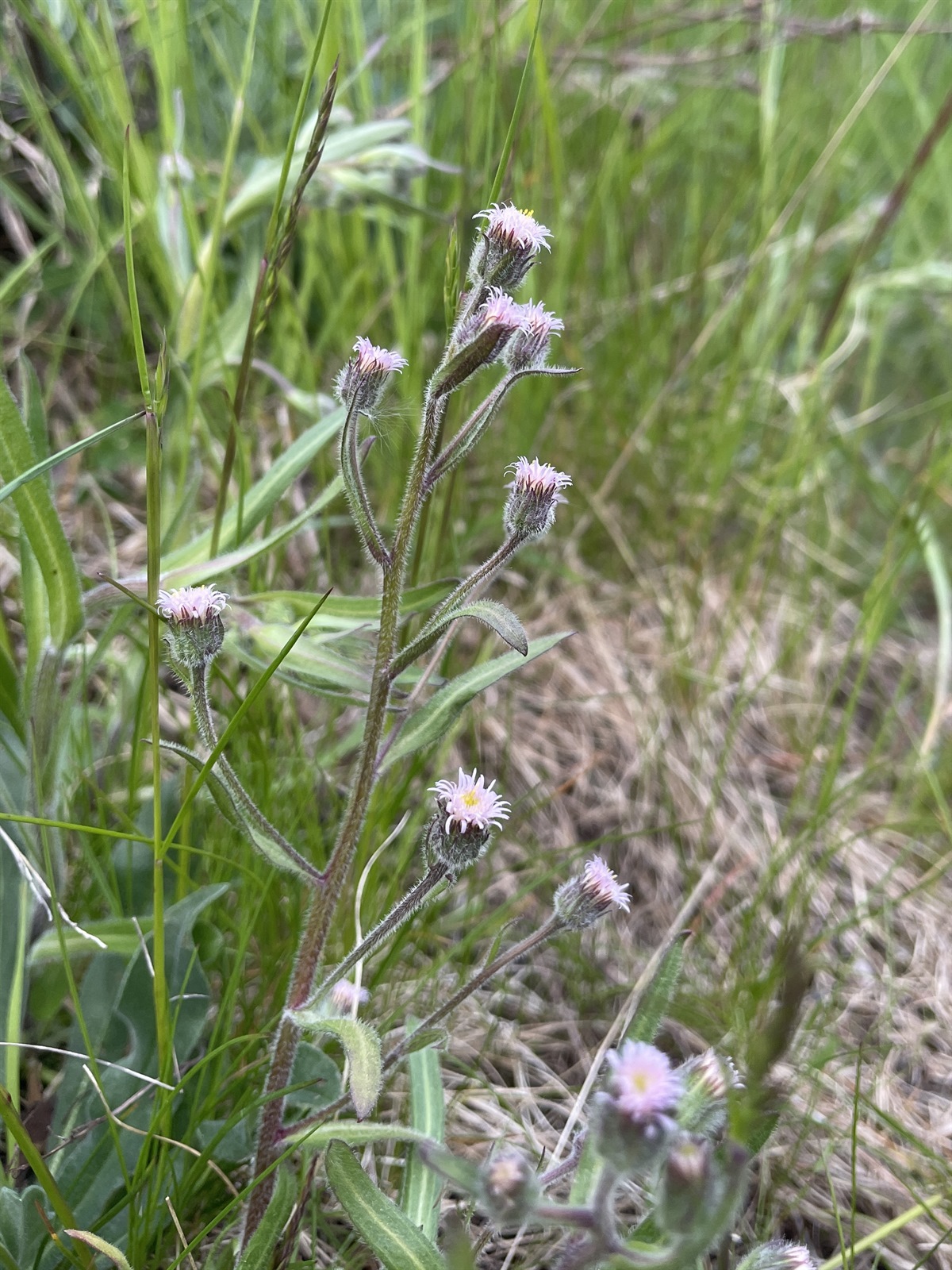 Erigeron acris (bitter fleabane) (alternate view 12)