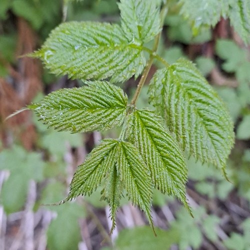 Aruncus dioicus (goatsbeard) (alternate view 12)