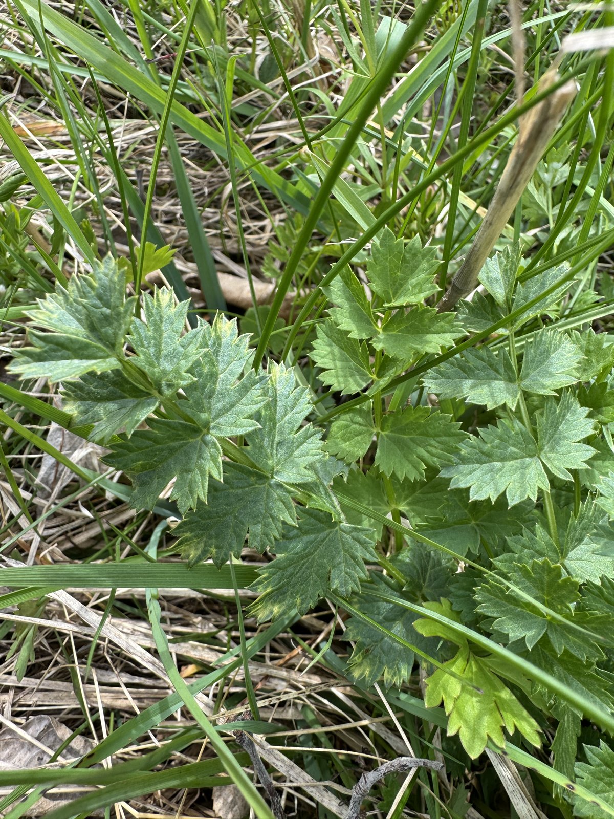 Pimpinella saxifraga (Burnet-saxifrage) (alternate view 12)