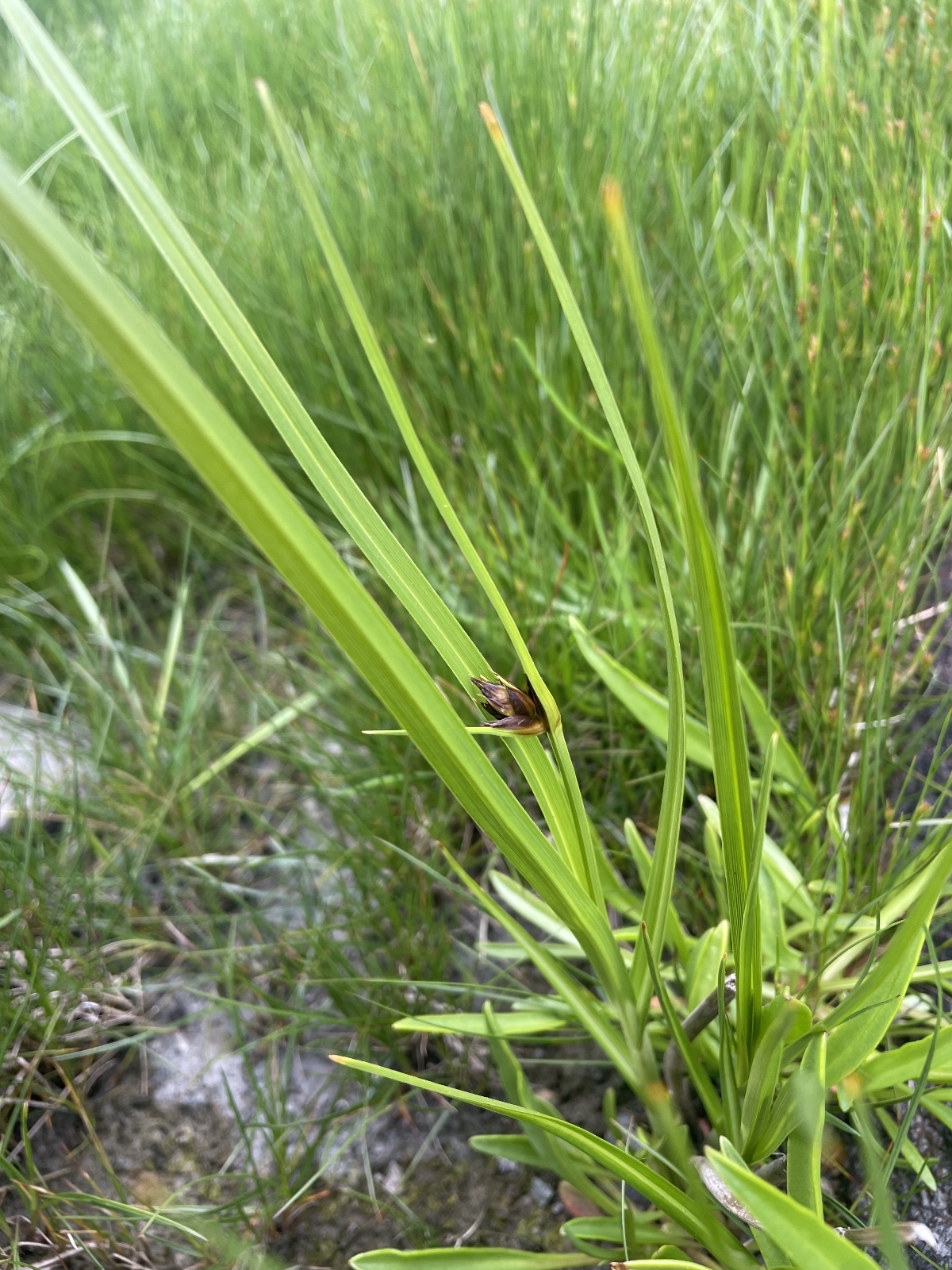 Bolboschoenus maritimus (sea clubrush) (alternate view 12)