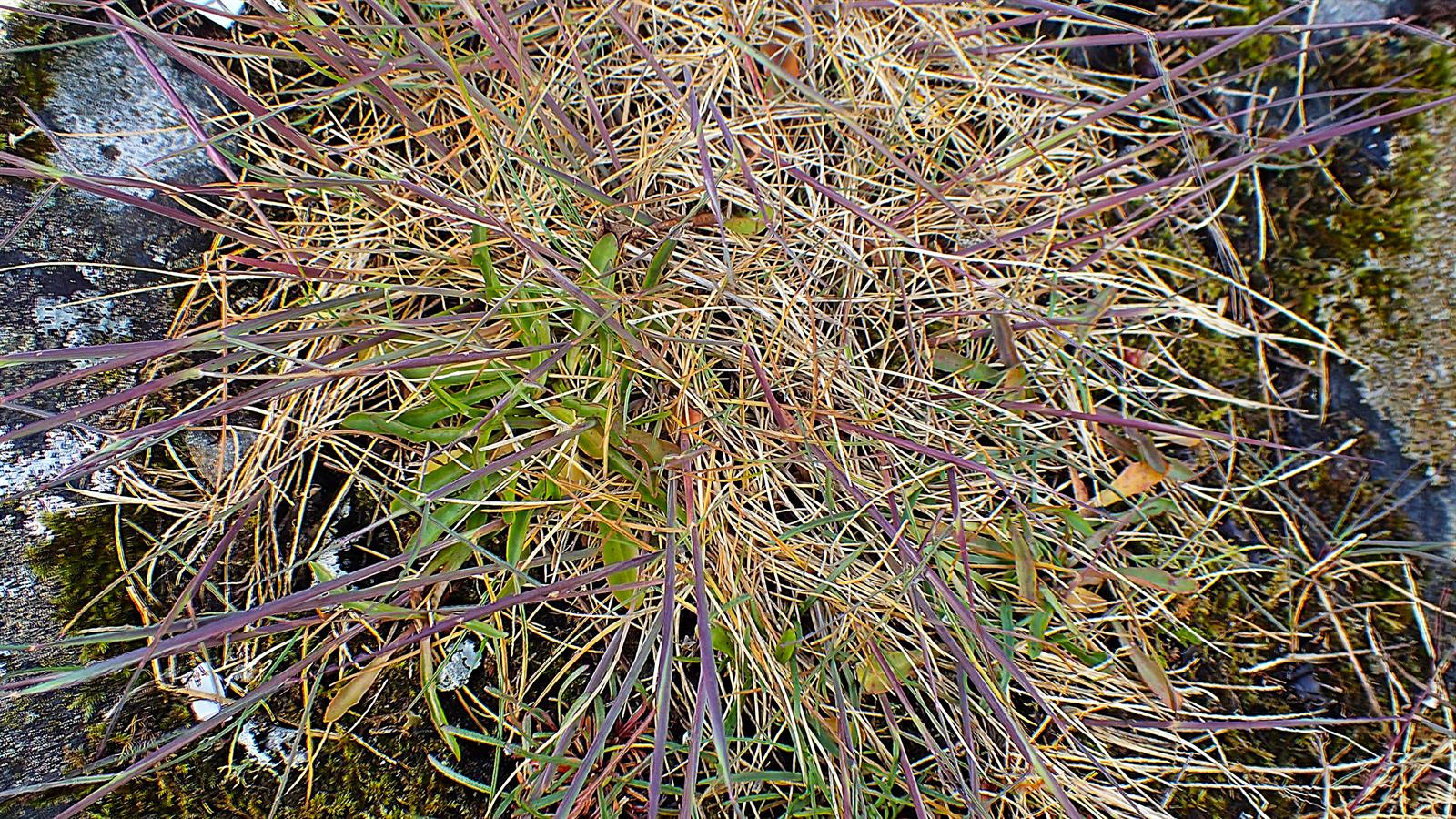 Festuca rubra (Red Fescue) (alternate view 12)