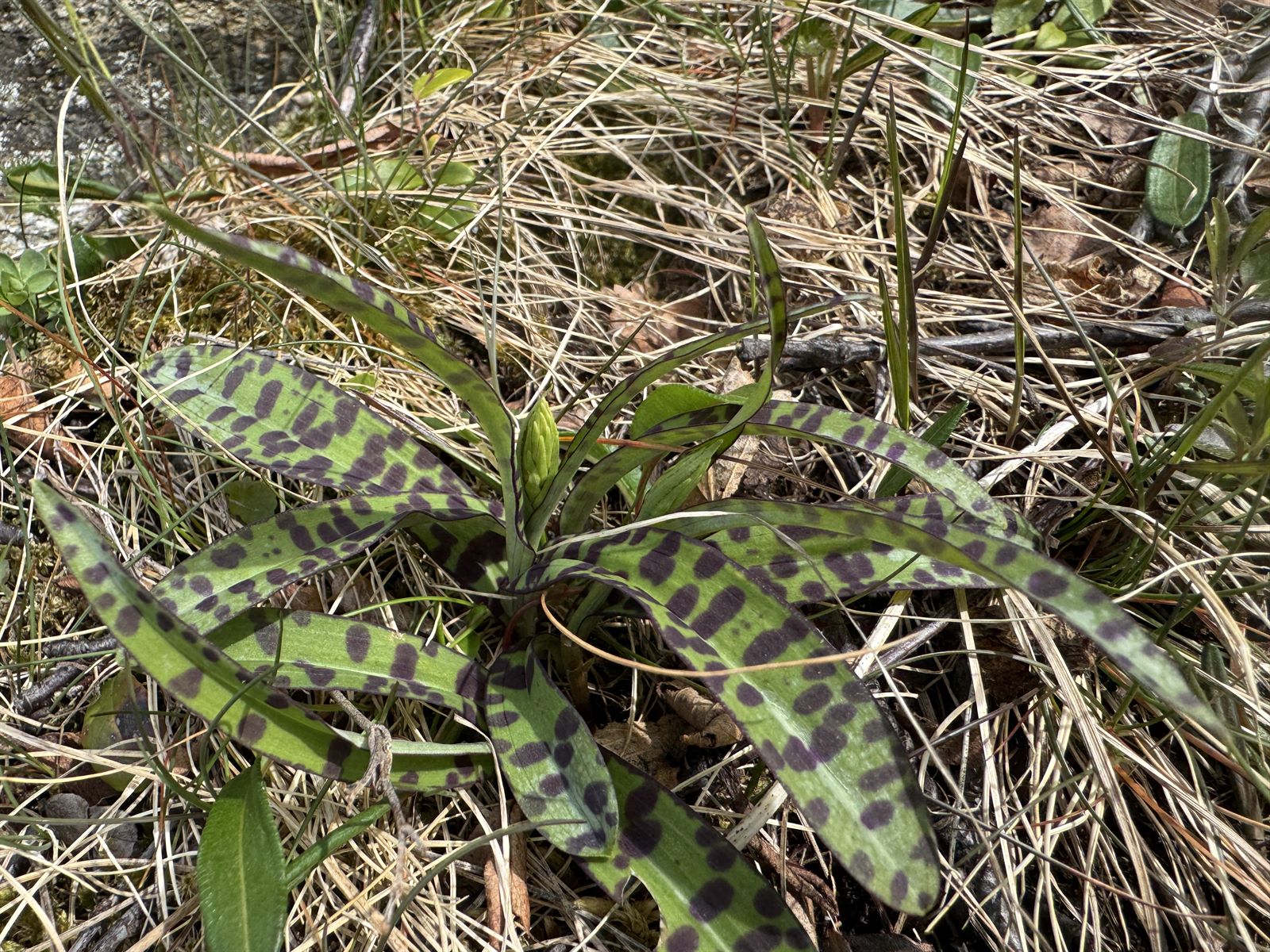 Dactylorhiza maculata (heath spotted orchid) (alternate view 7)