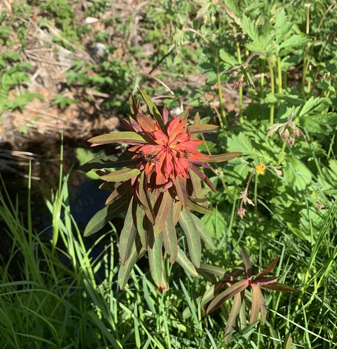 Euphorbia griffithii (orange spurge) (alternate view 11)