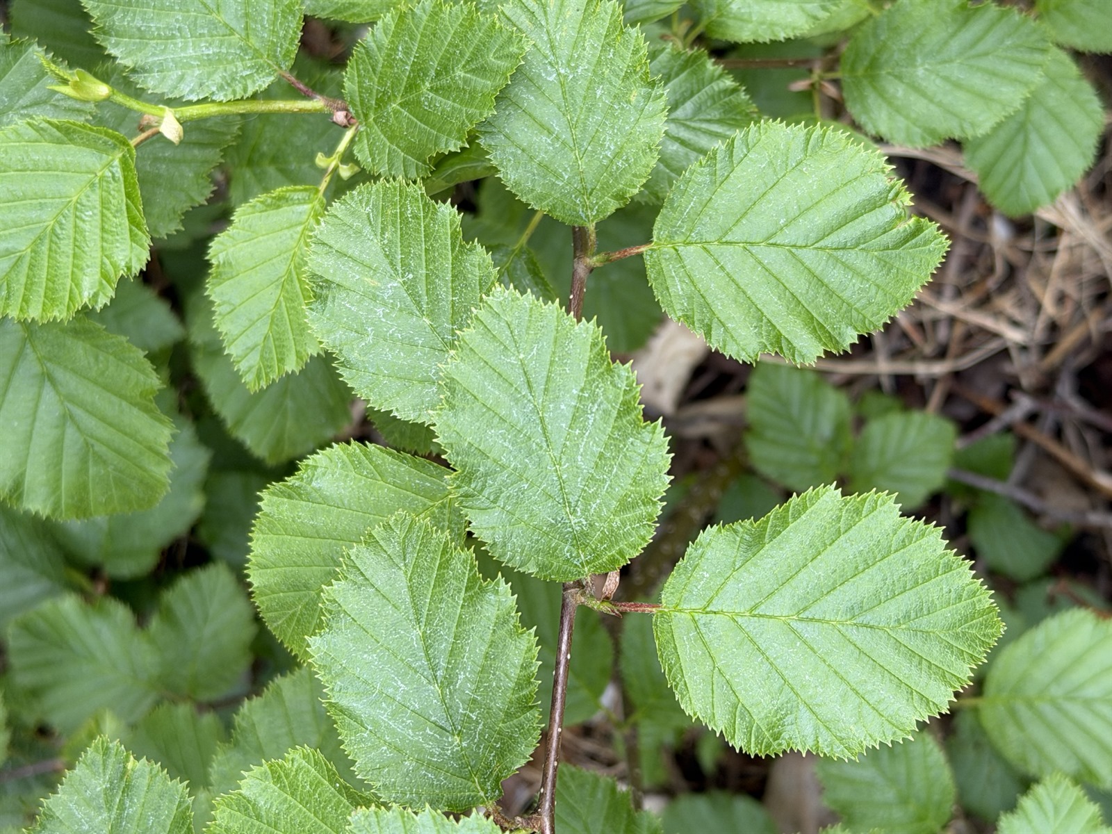 Alnus alnobetula (green alder) (alternate view 11)