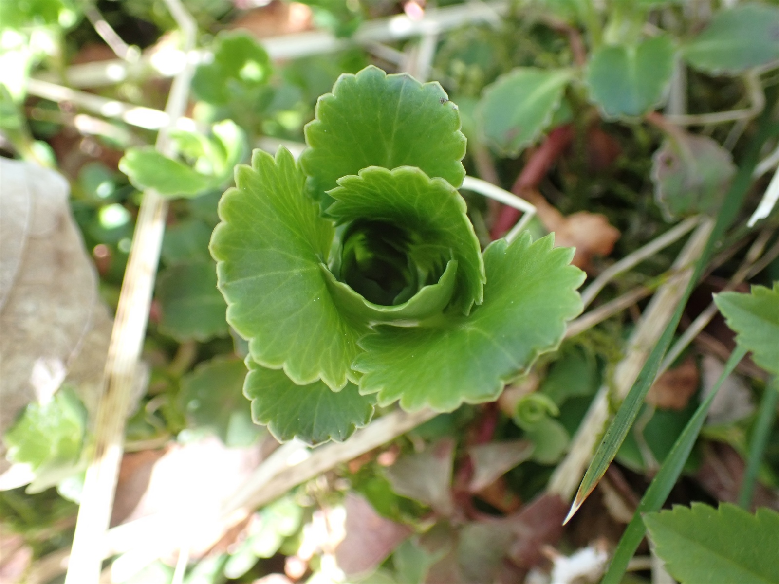 Micranthes stellaris (Hairy Kidney-wort) (alternate view 12)