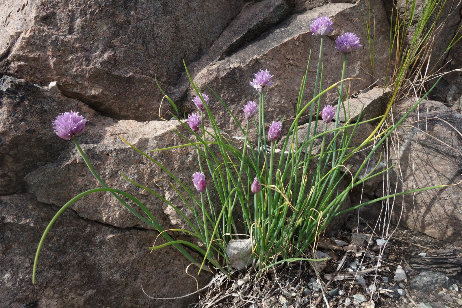 Allium schoenoprasum (Chives) (alternate view 12)