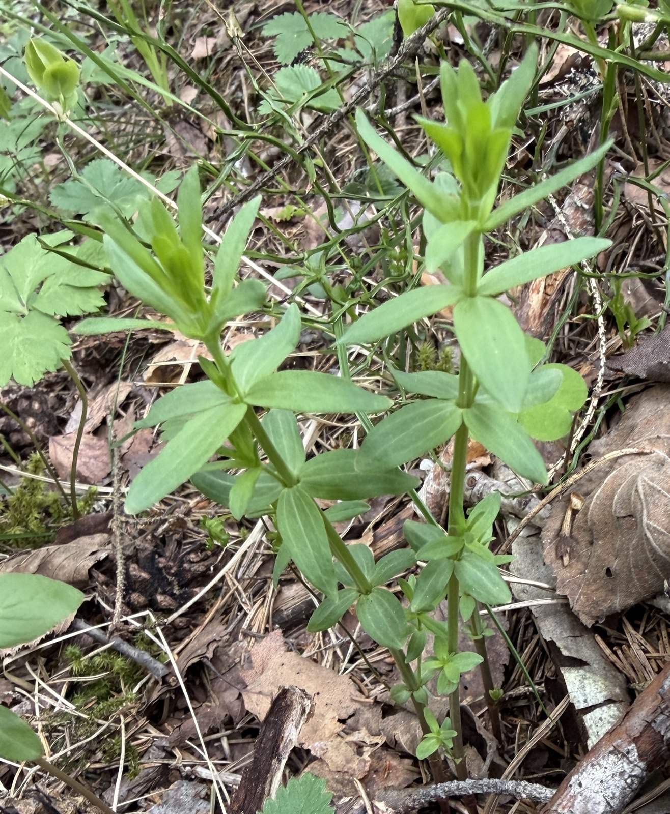 Galium boreale (Northern Bedstraw) (alternate view 11)