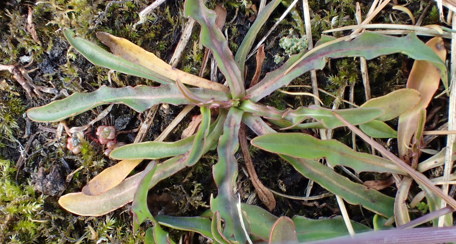 Tripolium pannonicum (Sea Aster) (alternate view 15)