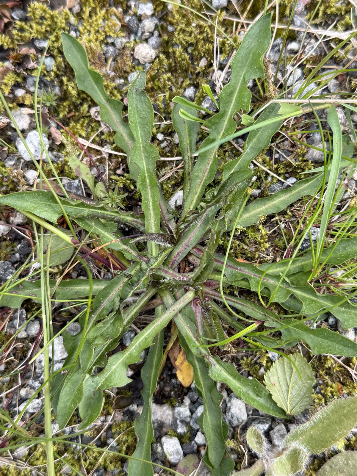 Scorzoneroides autumnalis (Autumn Hawkbit) (alternate view 13)