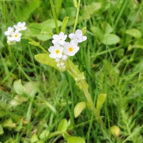 Myosotis scorpioides (water forget-me-not) (alternate view 11)