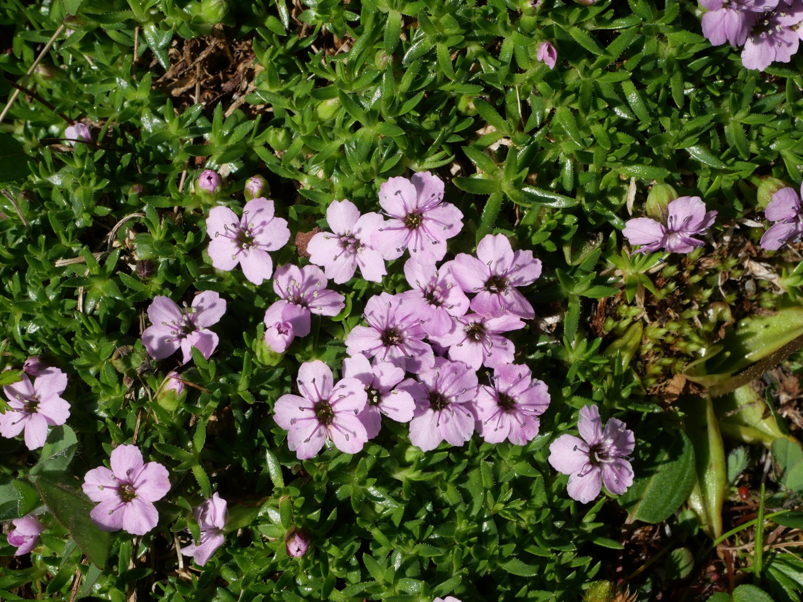 Silene acaulis (Moss Campion) (alternate view 12)