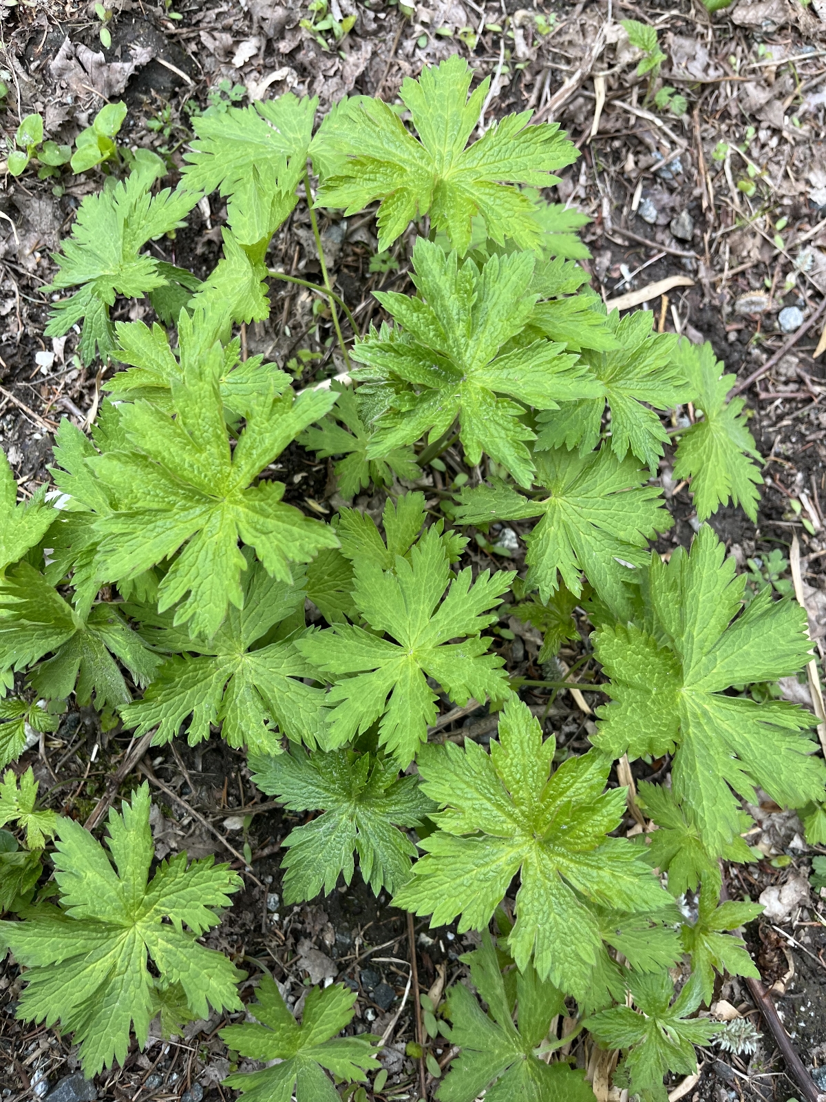 Geranium sylvaticum (wood crane's-bill) (alternate view 13)