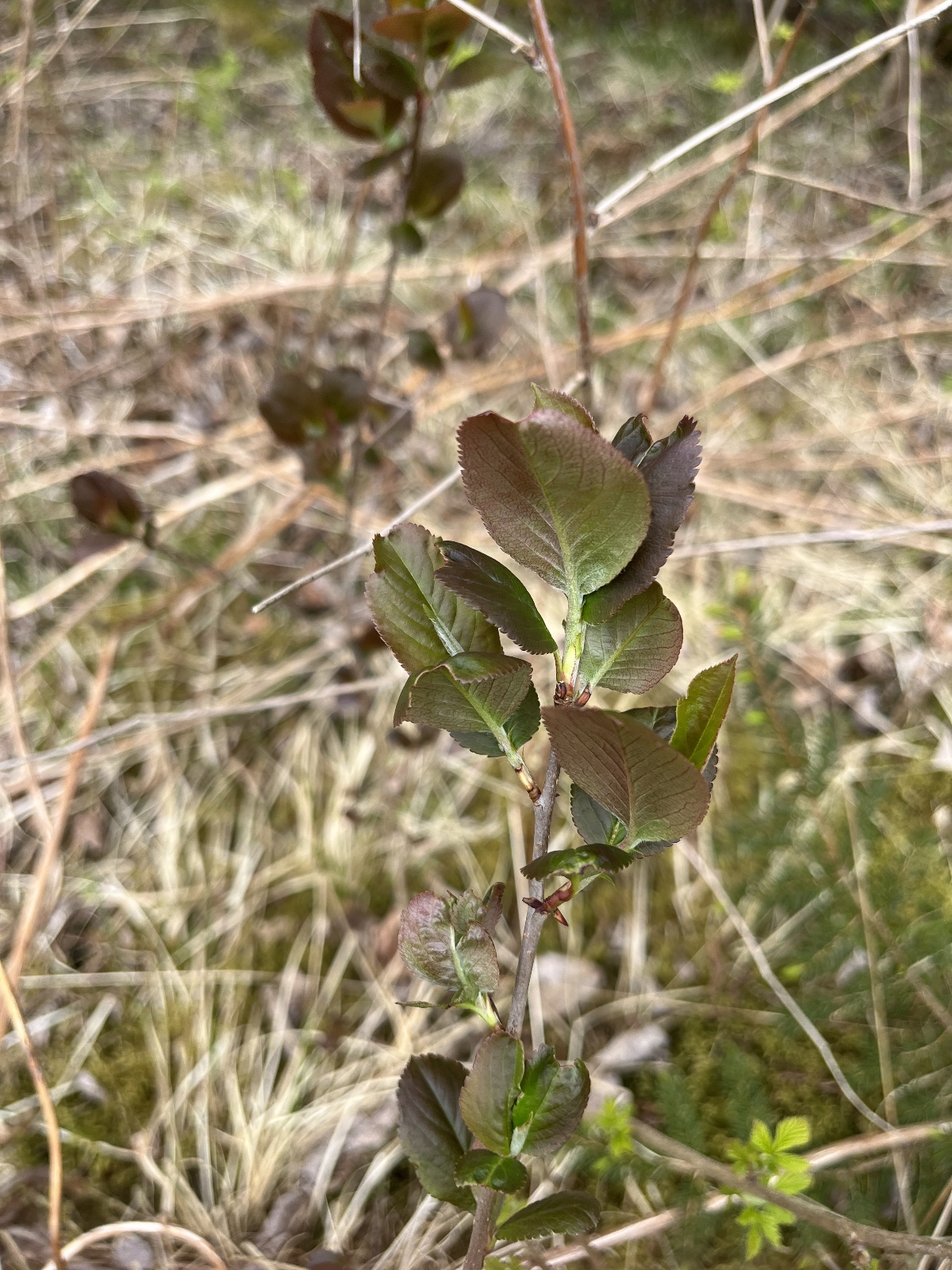 Aronia melanocarpa (Chokecherry) (alternate view 3)