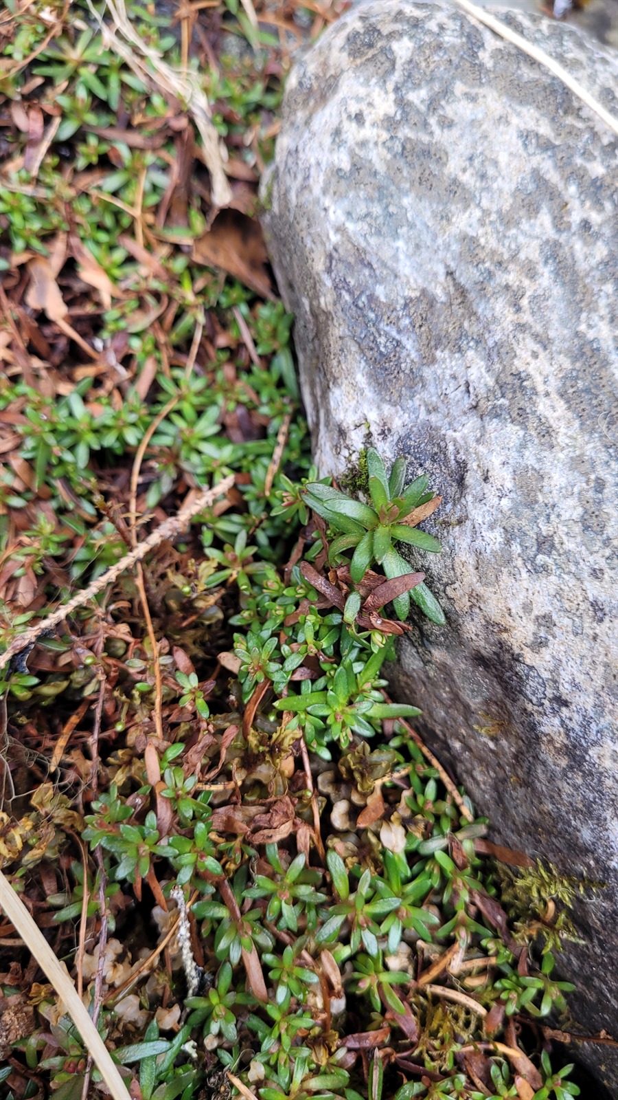 Saxifraga aizoides (Yellow Saxifrage) (alternate view 12)