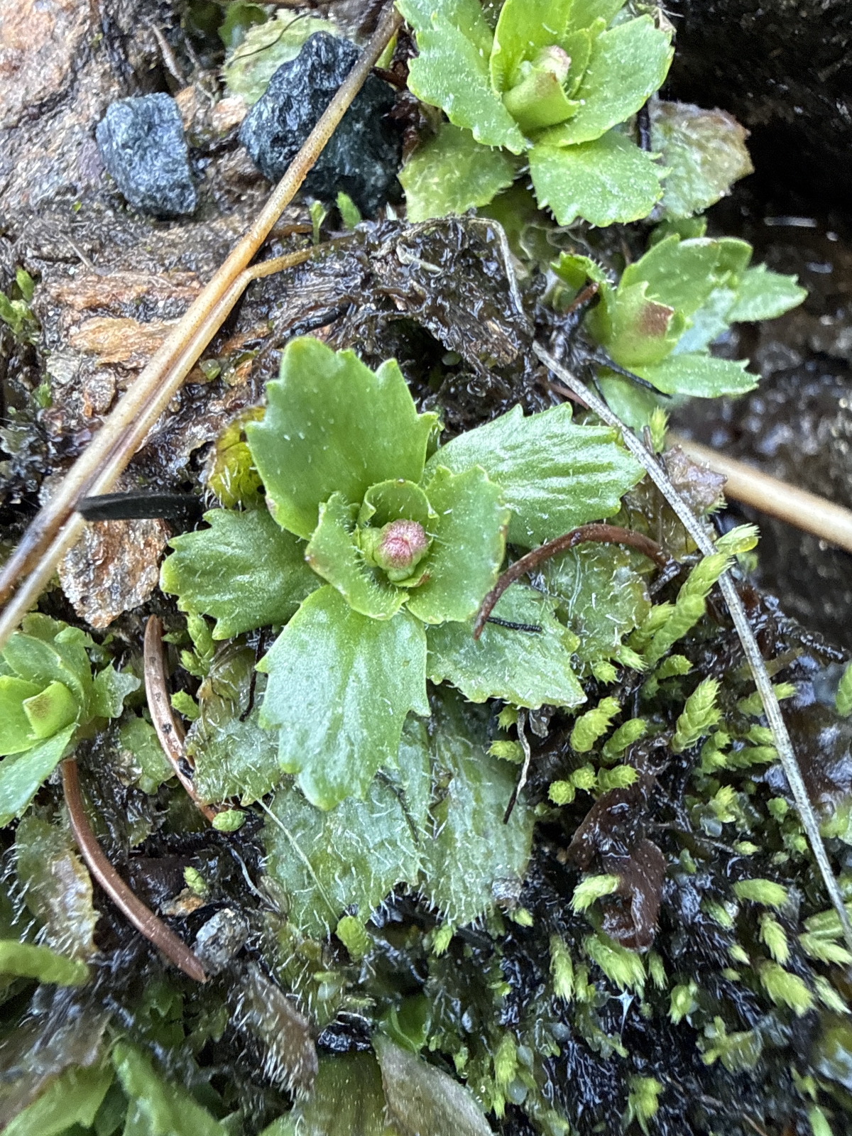 Micranthes stellaris (Hairy Kidney-wort) (alternate view 14)