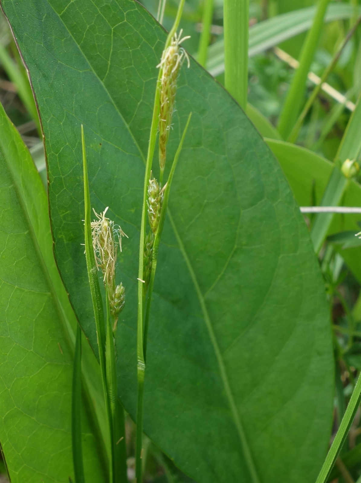 Carex pallescens (pale sedge) (alternate view 12)