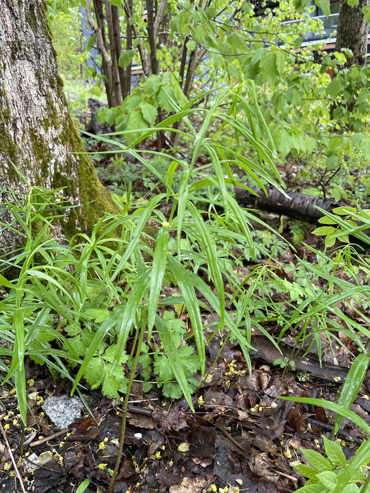 Polygonatum verticillatum (alternate view 2)