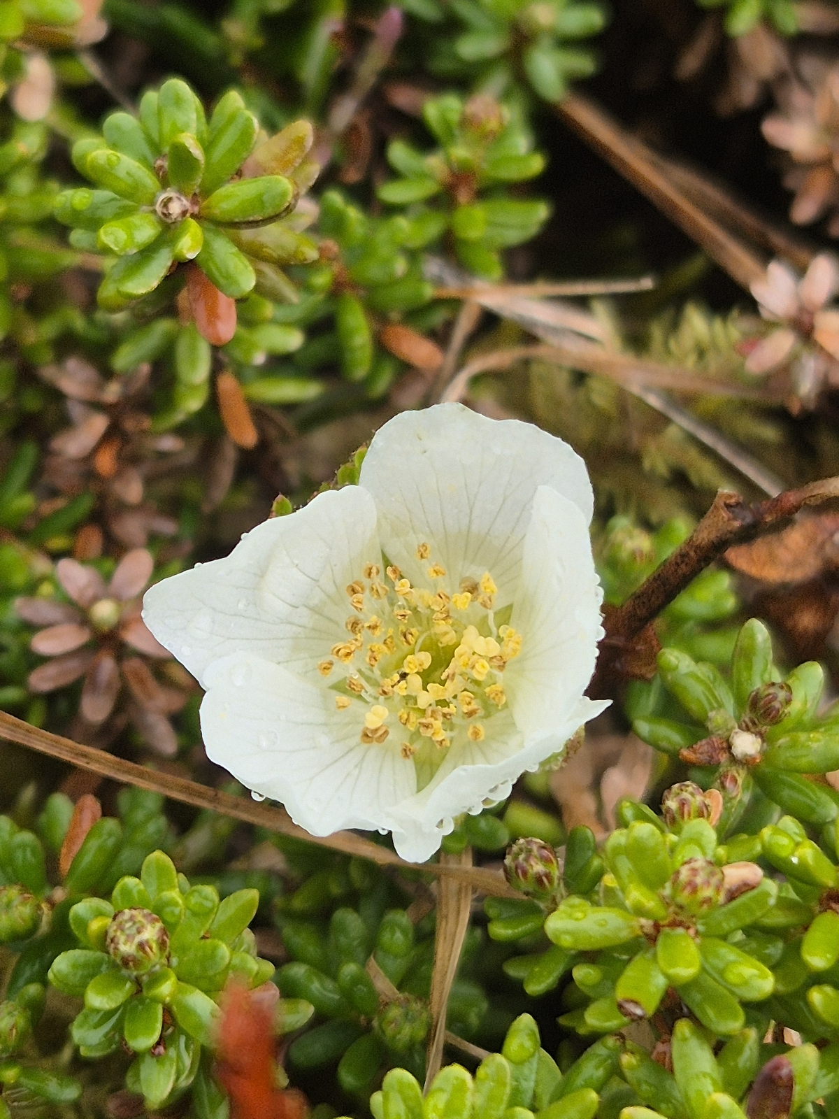 Rubus chamaemorus (cloudberry) (alternate view 11)