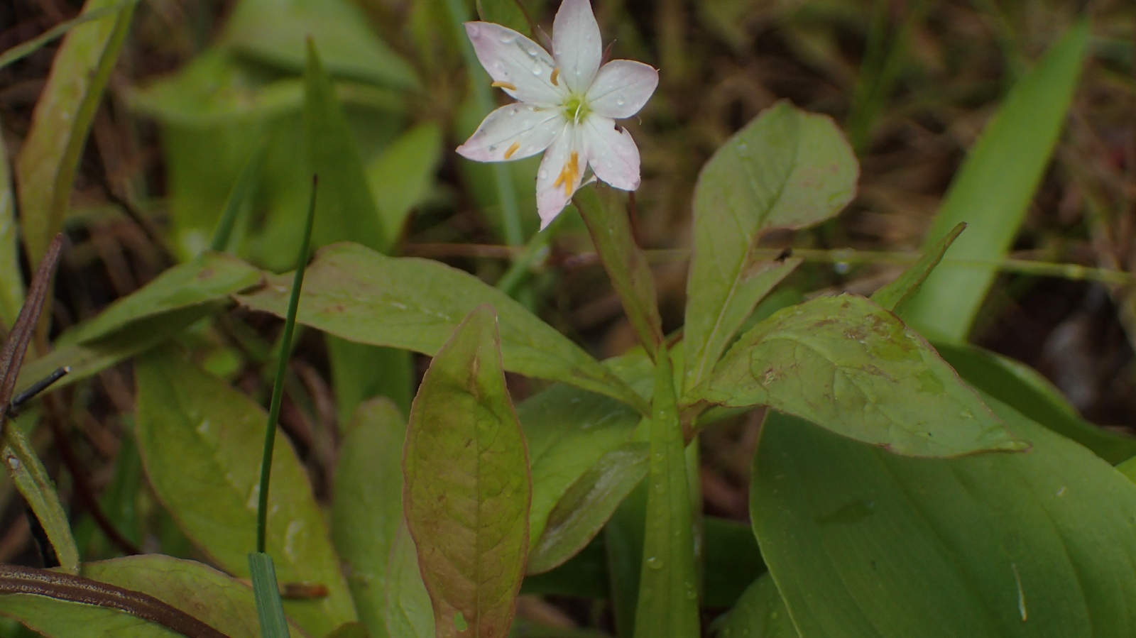 Lysimachia europaea (Arctic Starflower) (alternate view 14)