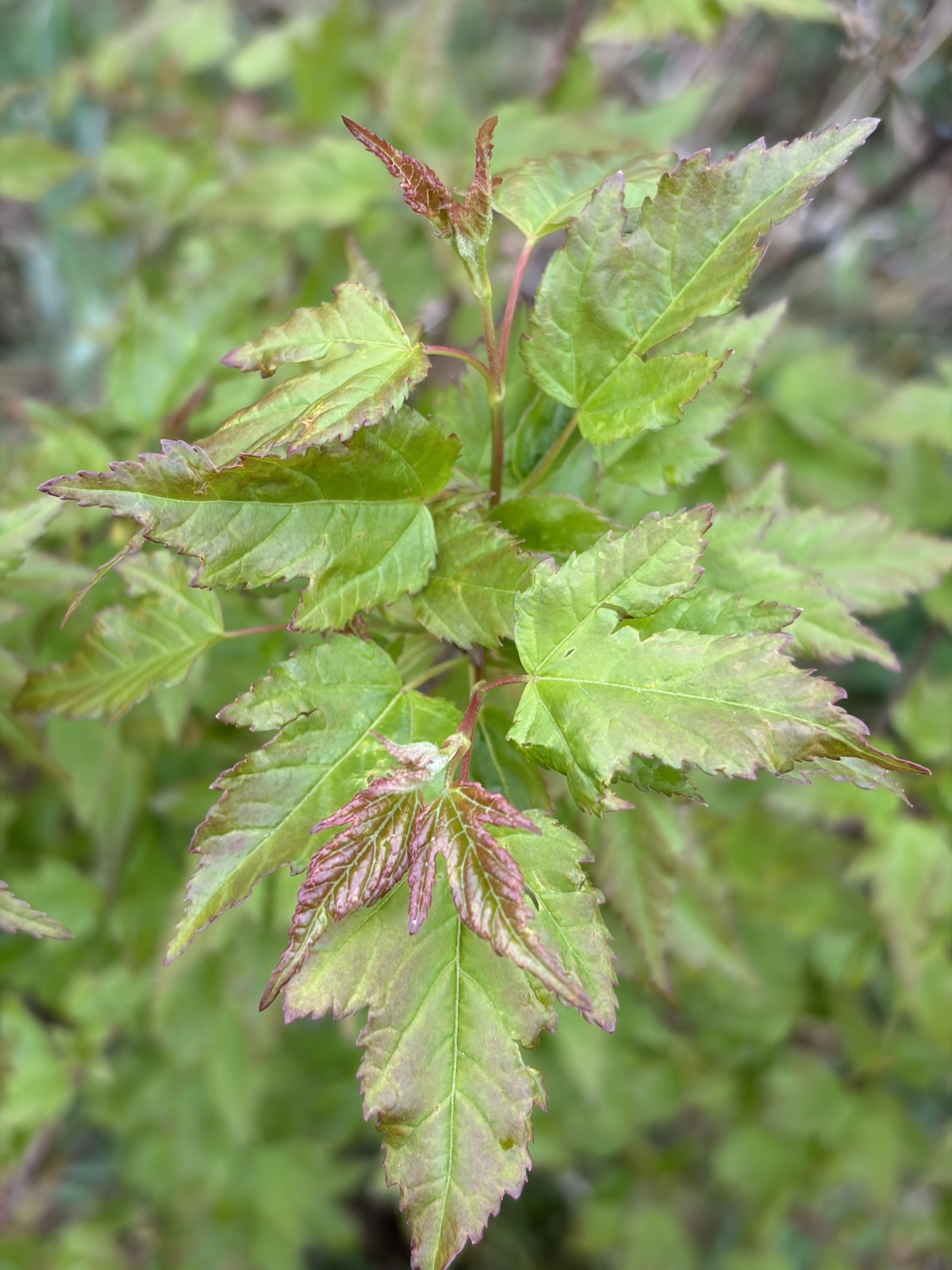 Acer ginnala (Amur Maple) (alternate view 3)