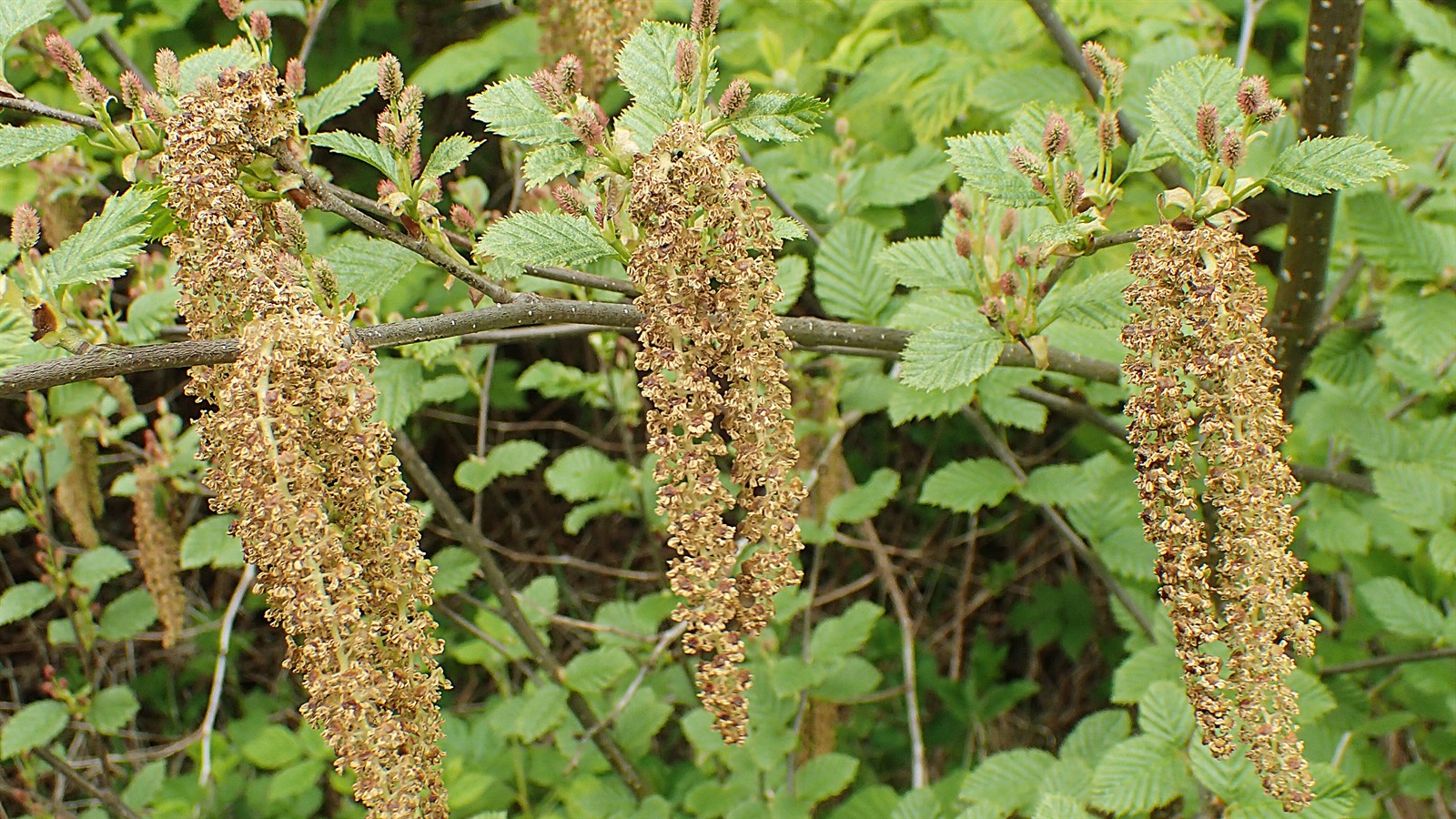 Alnus alnobetula (green alder) (alternate view 12)