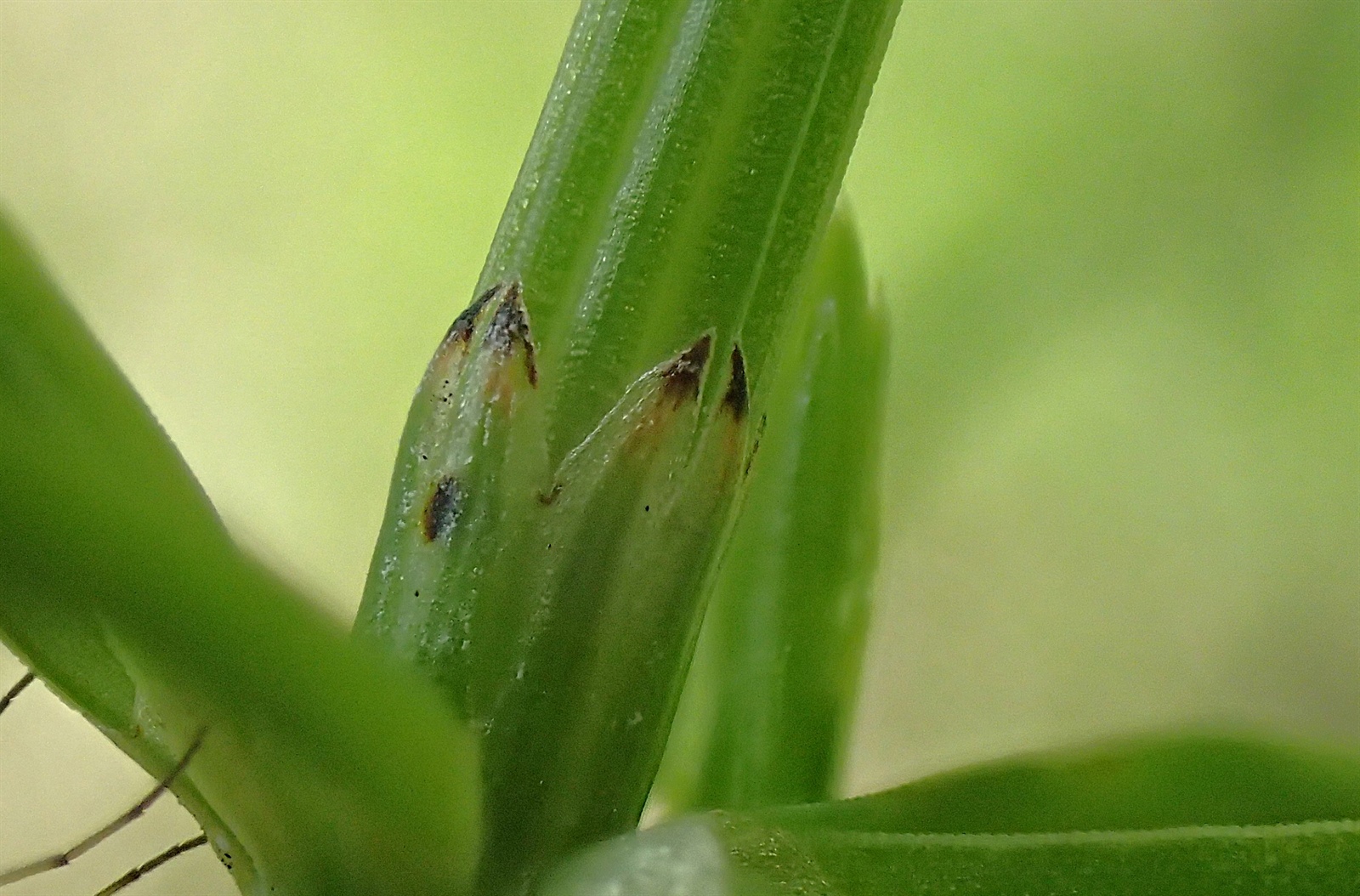 Equisetum palustre (marsh horsetail) (alternate view 15)