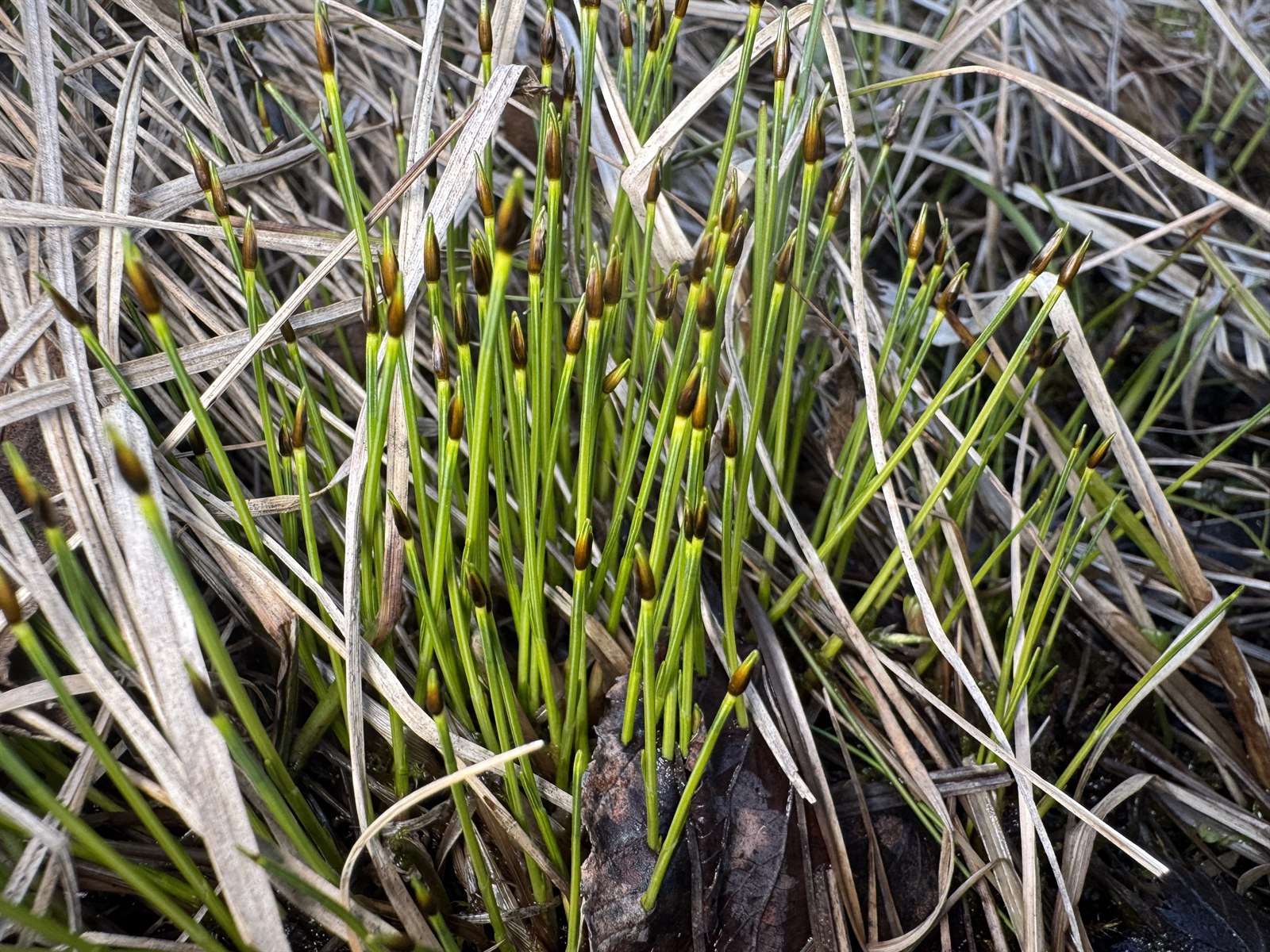 Trichophorum cespitosum (Tufted Bulrush) (alternate view 10)
