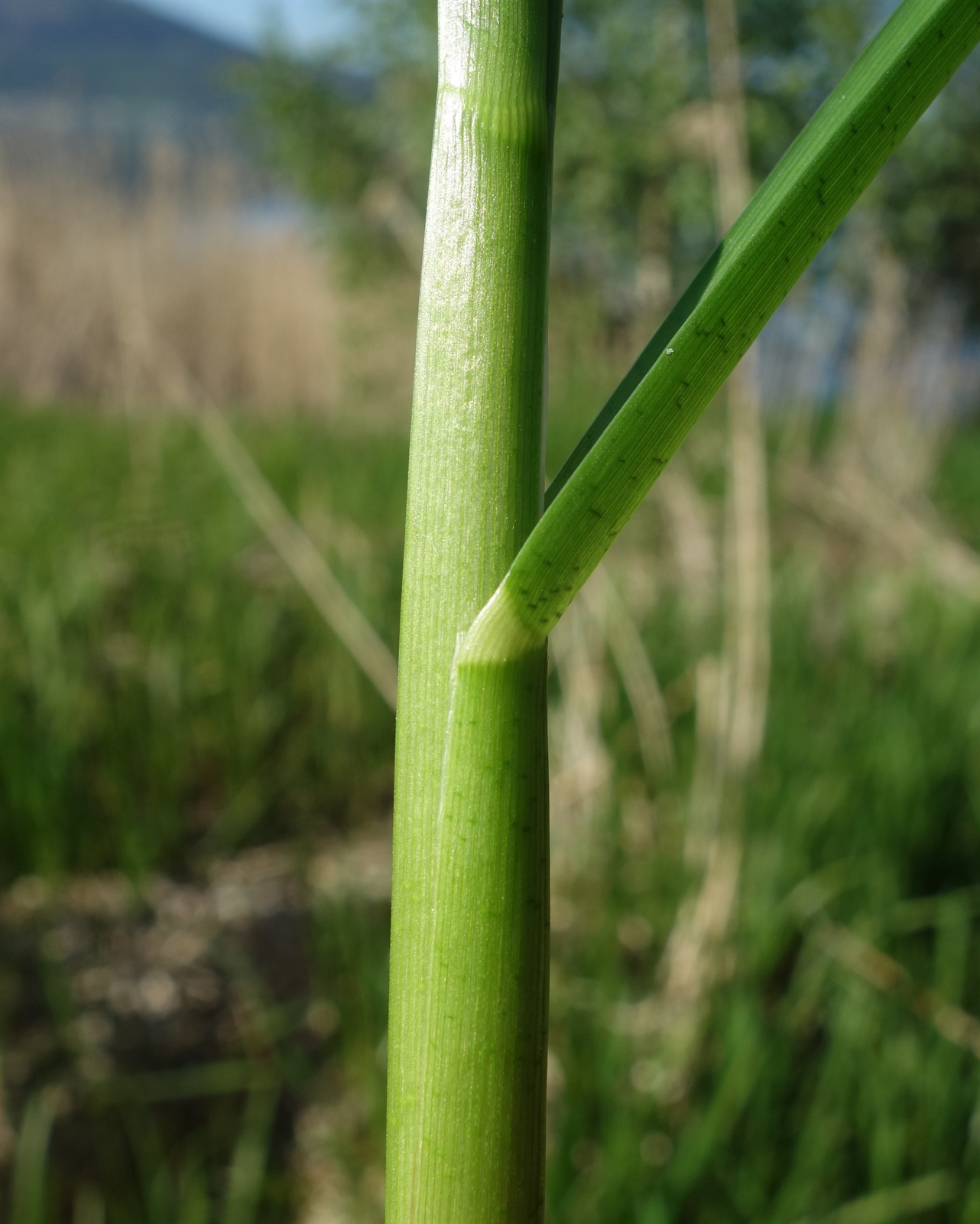 Glyceria maxima (reed meadowgrass) (alternate view 13)