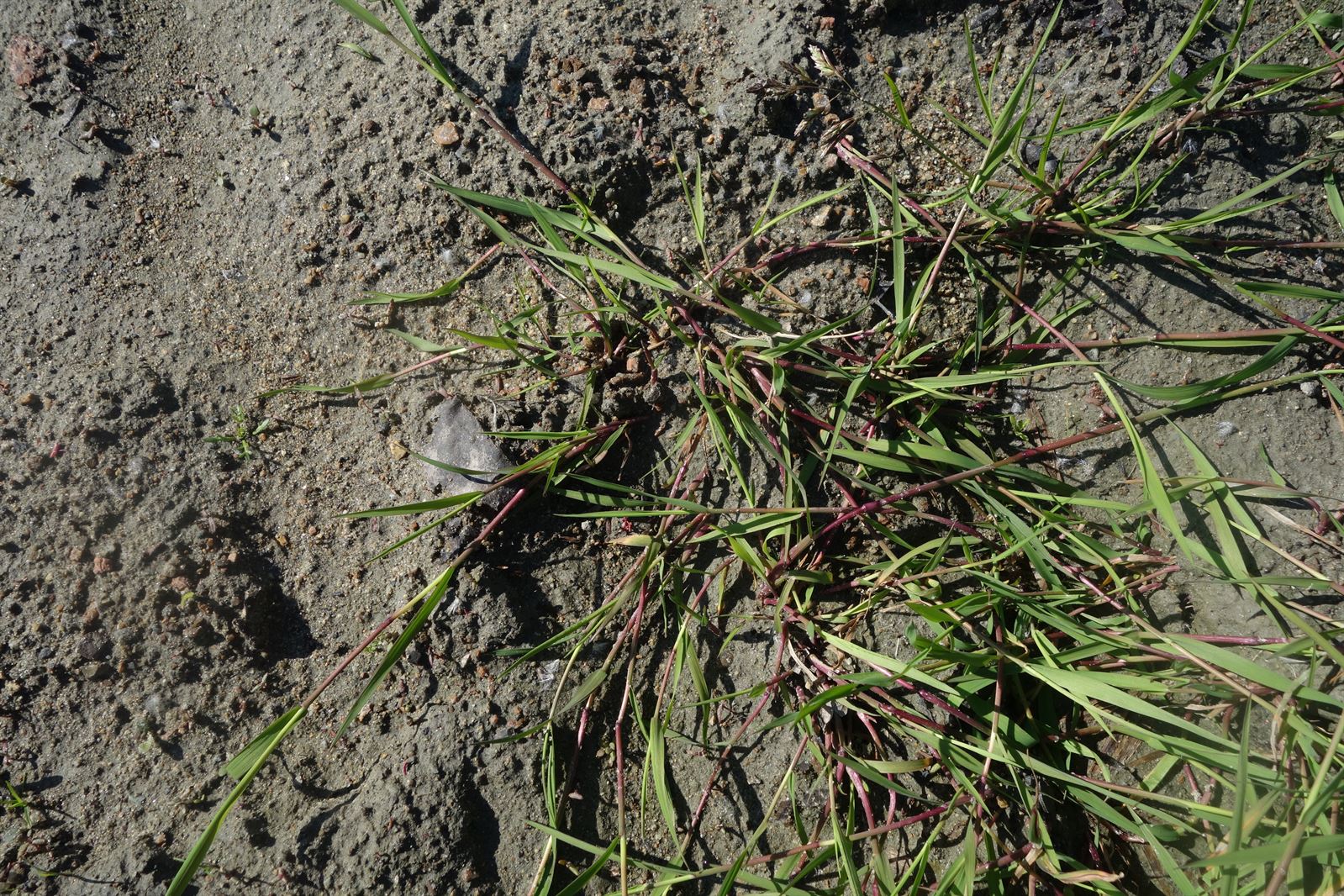 Agrostis (bent grass) (alternate view 2)