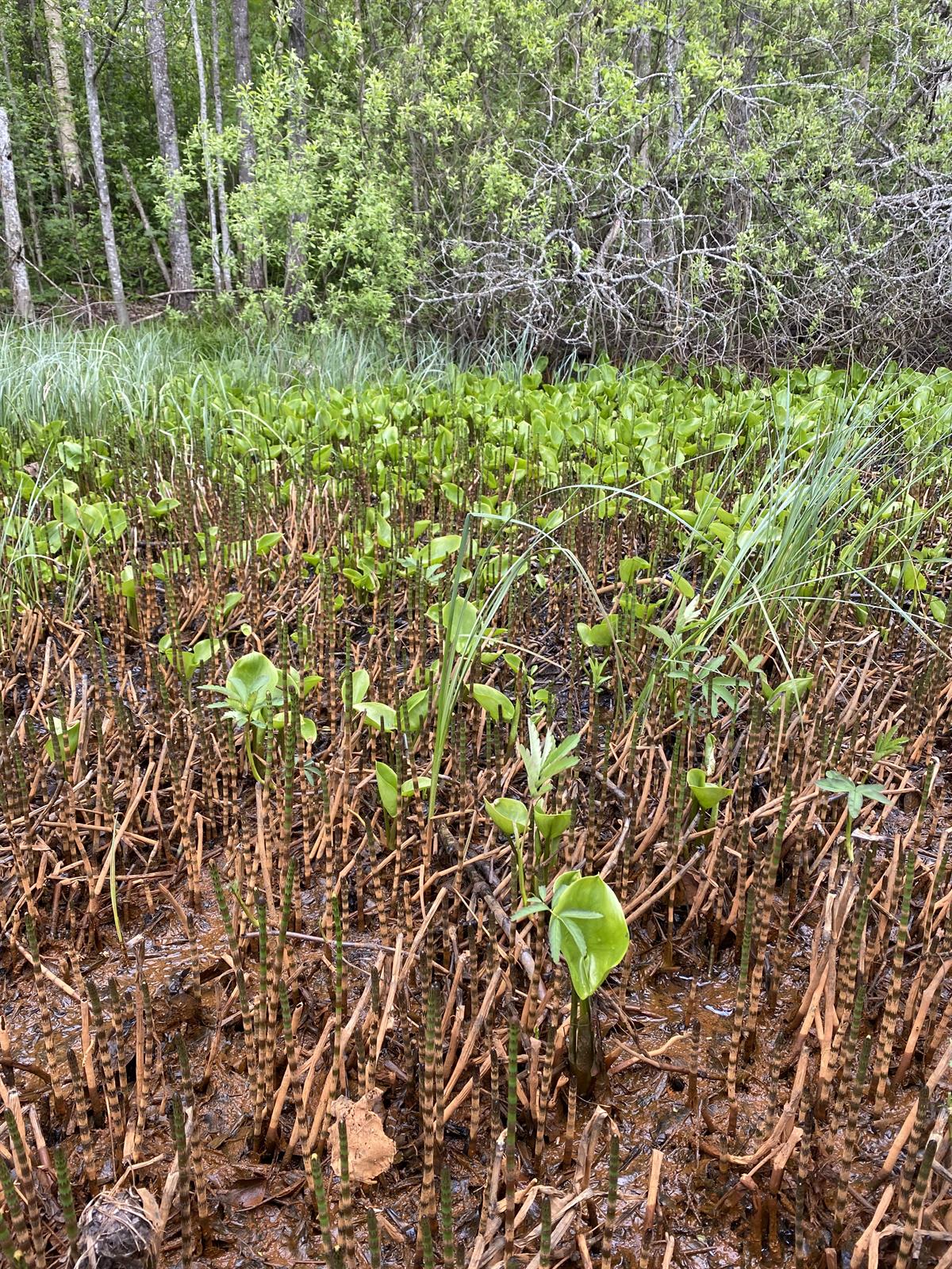 Calla palustris (marsh calla) (alternate view 3)